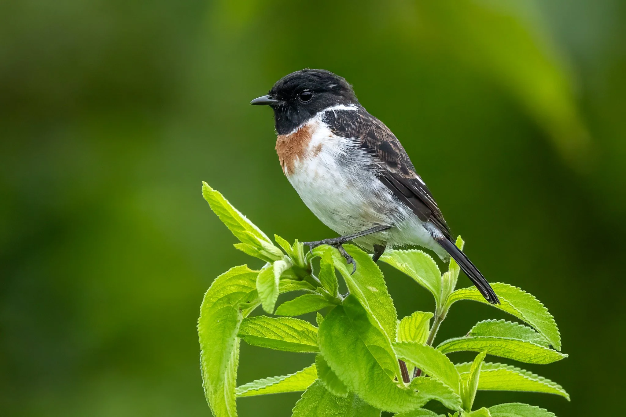 African stonechat