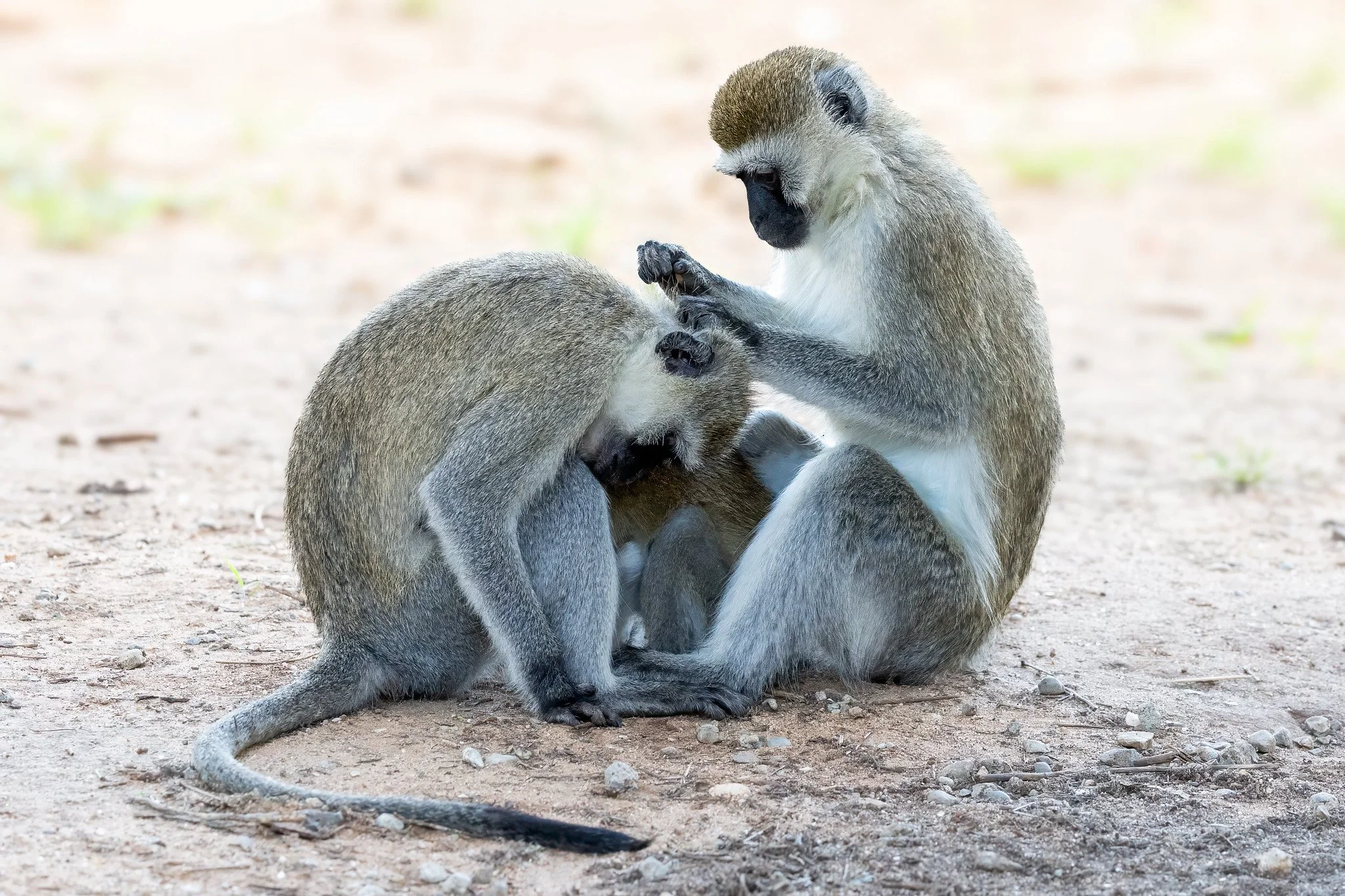 Vervet monkey
