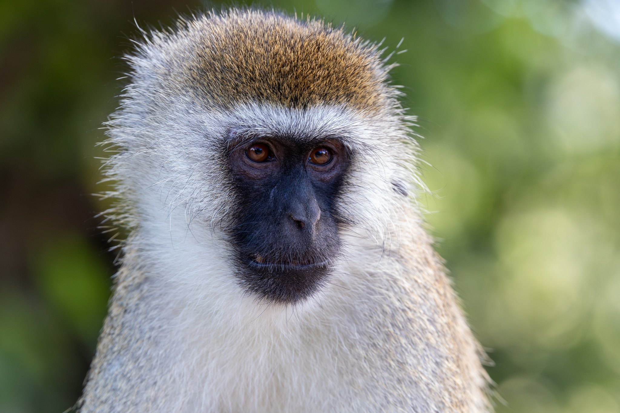 Vervet monkey