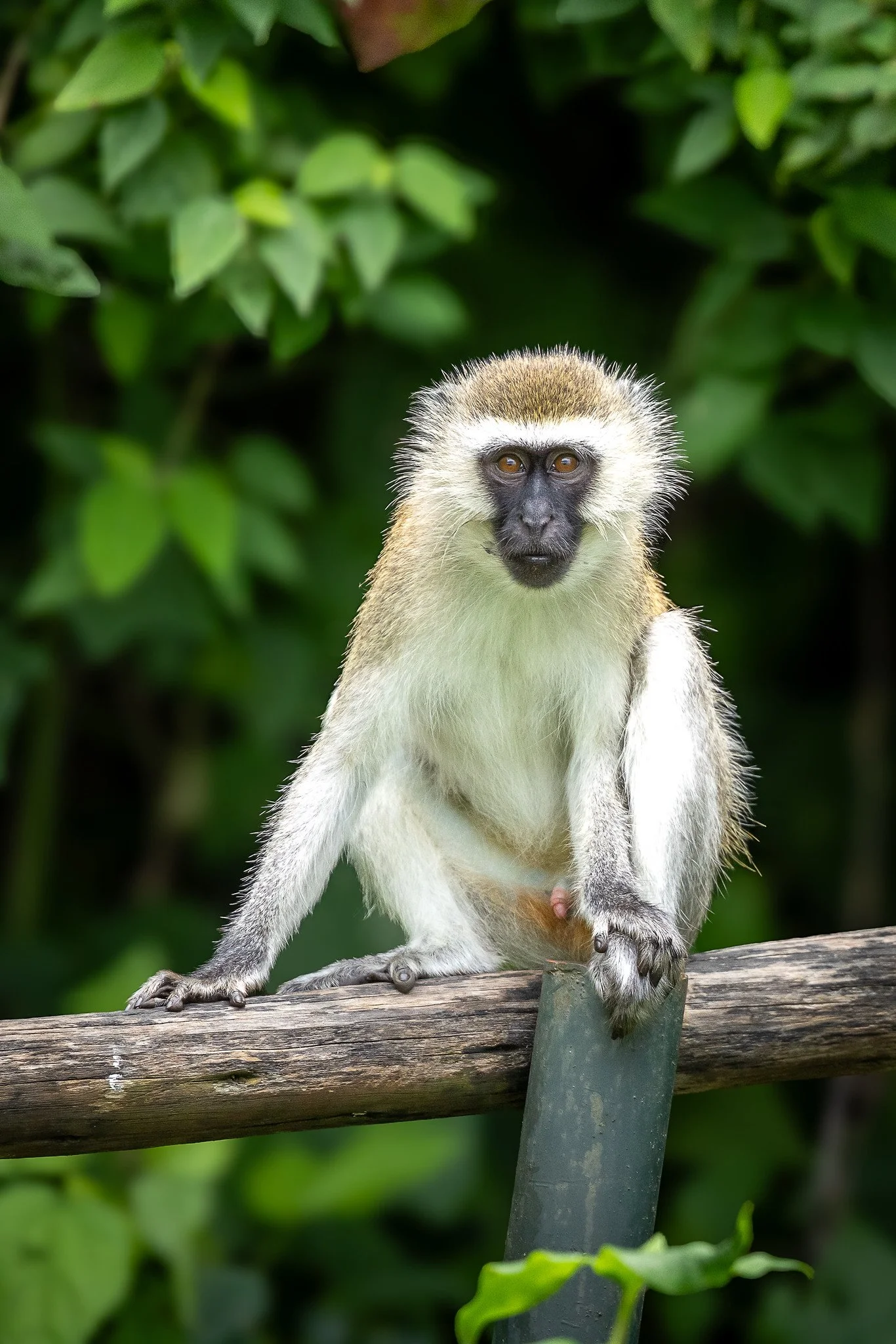Vervet monkey