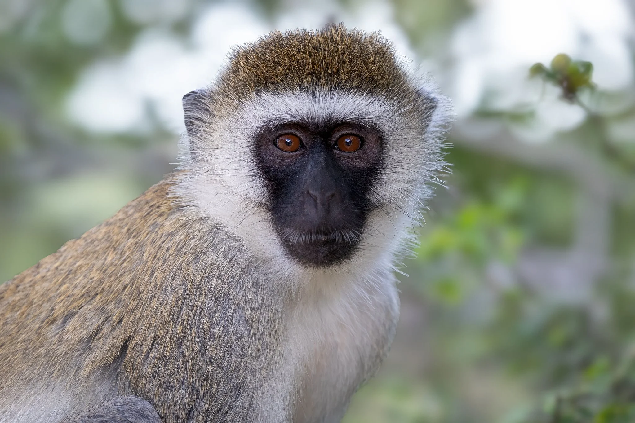 Vervet monkey