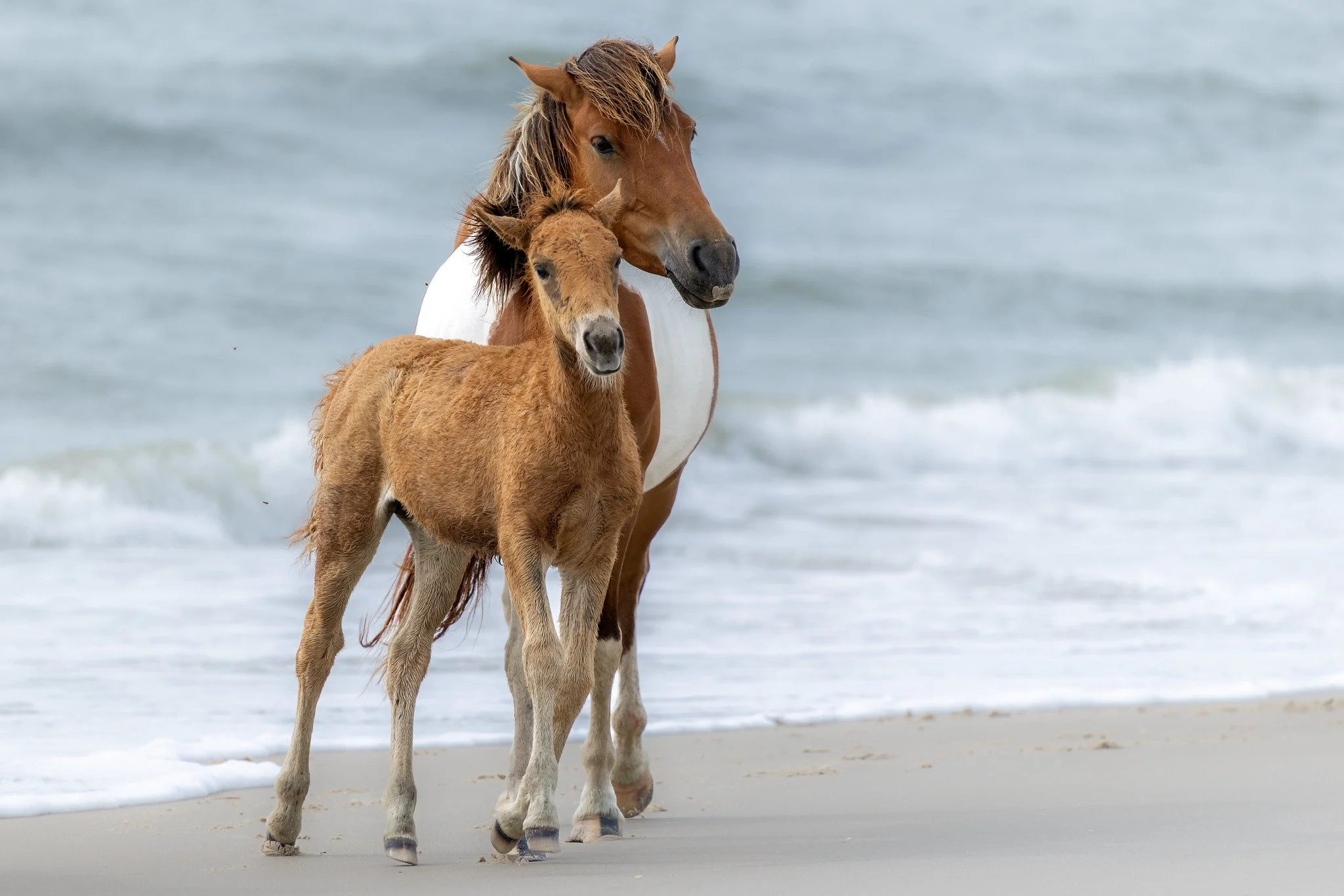 Starlight with her filly