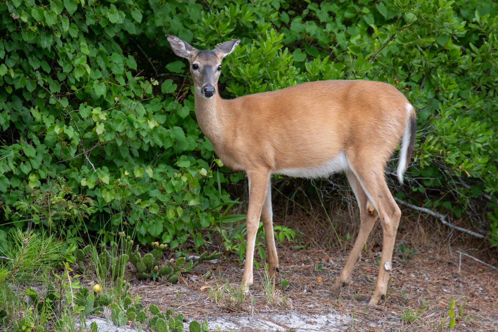 White-tailed deer