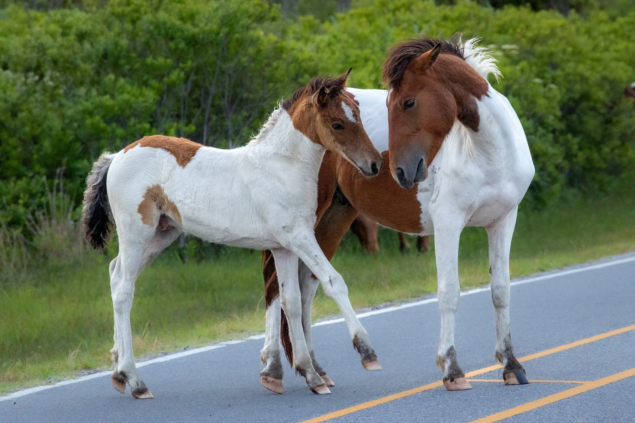 Susi Sole's Colt & Rashambo