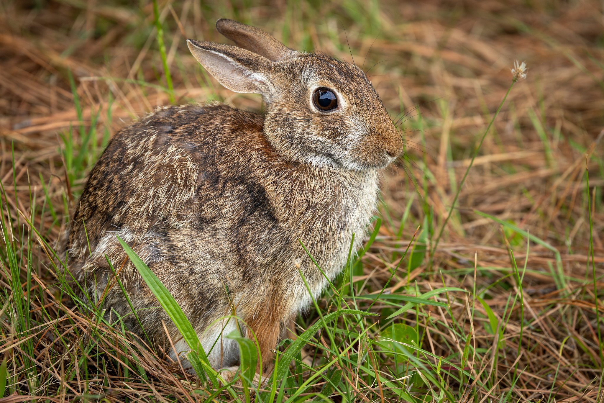 Eastern cottontail