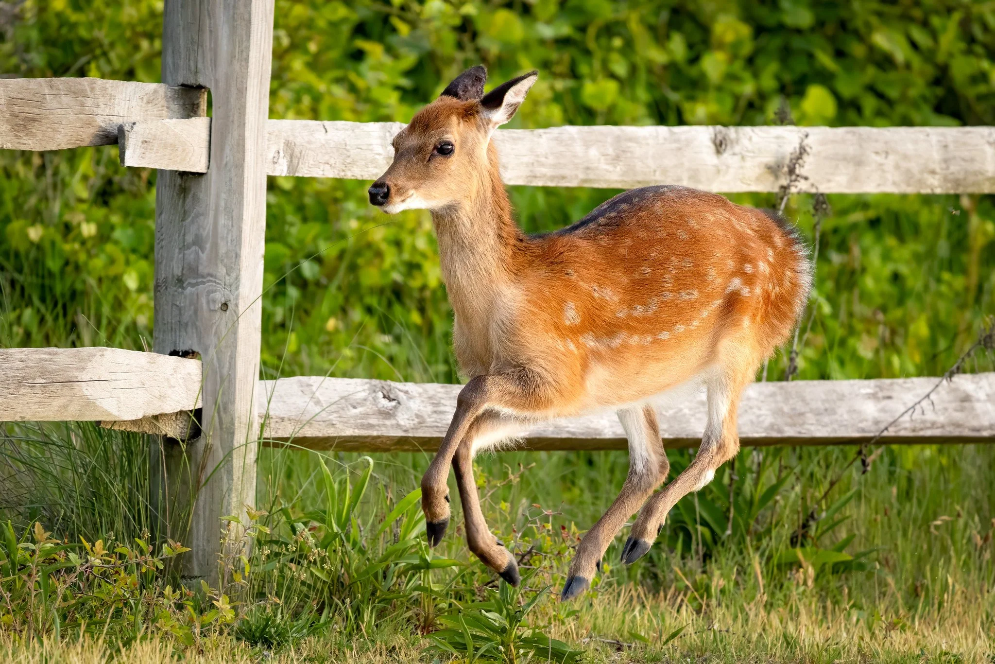 Sika Deer - non native