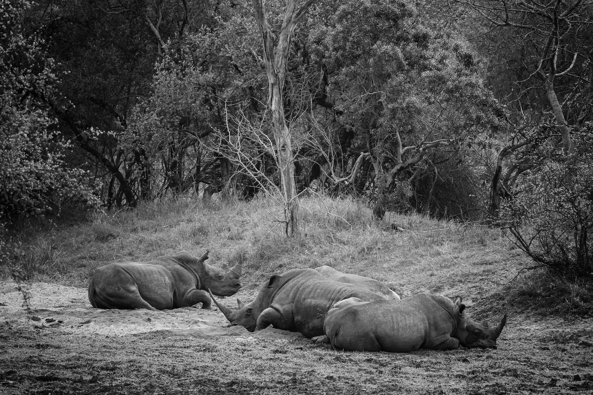 Black rhinocerous