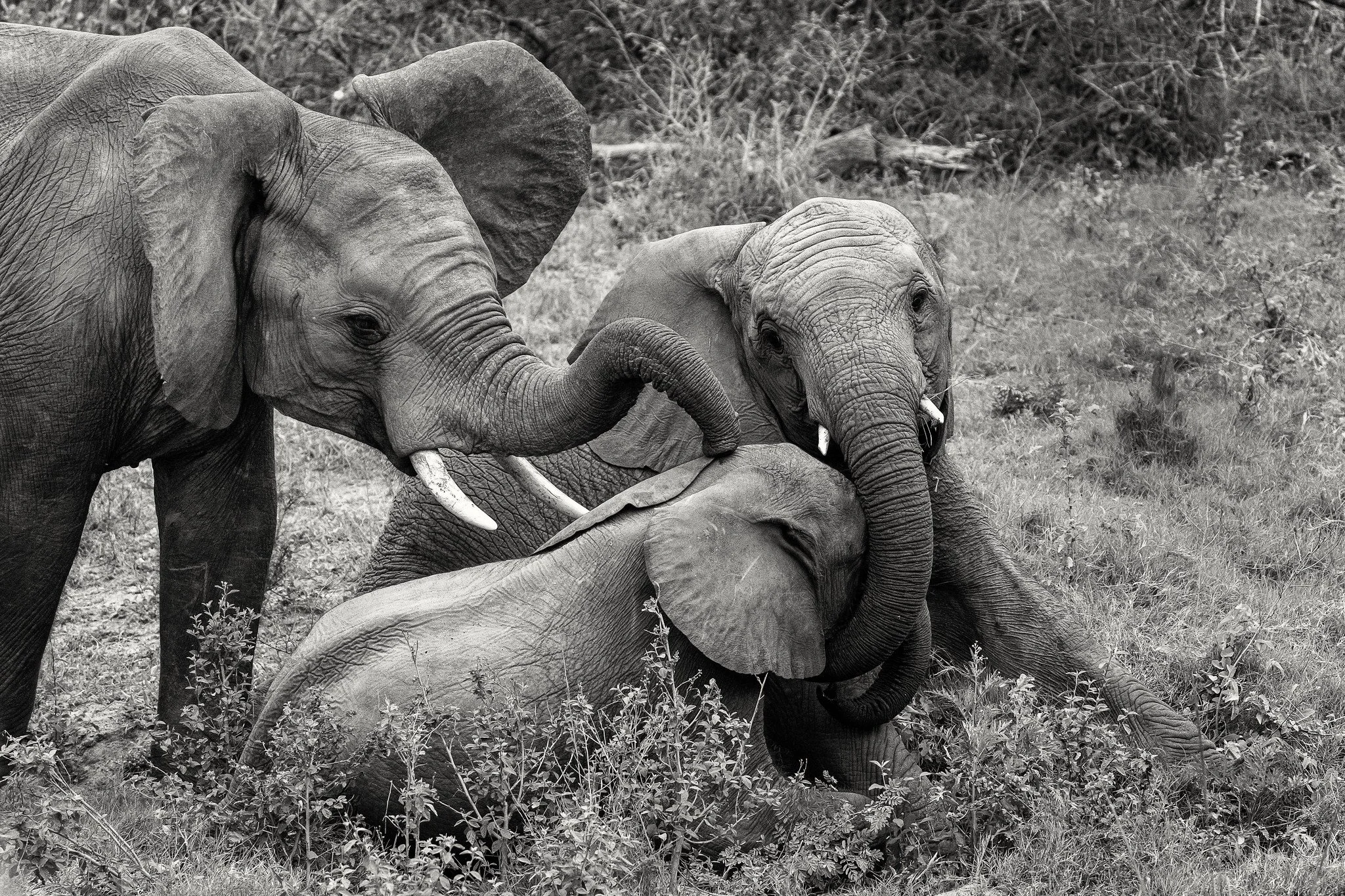 African elephant