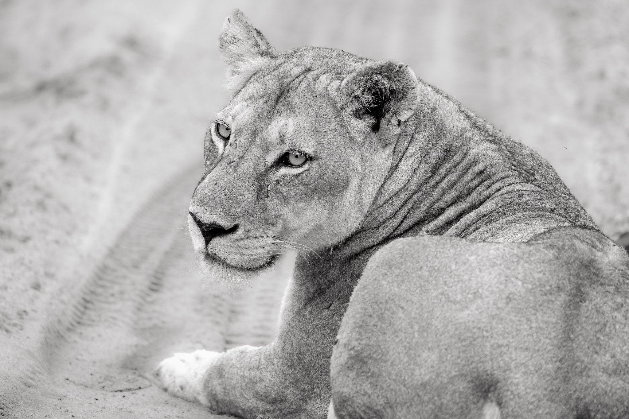 Lioness