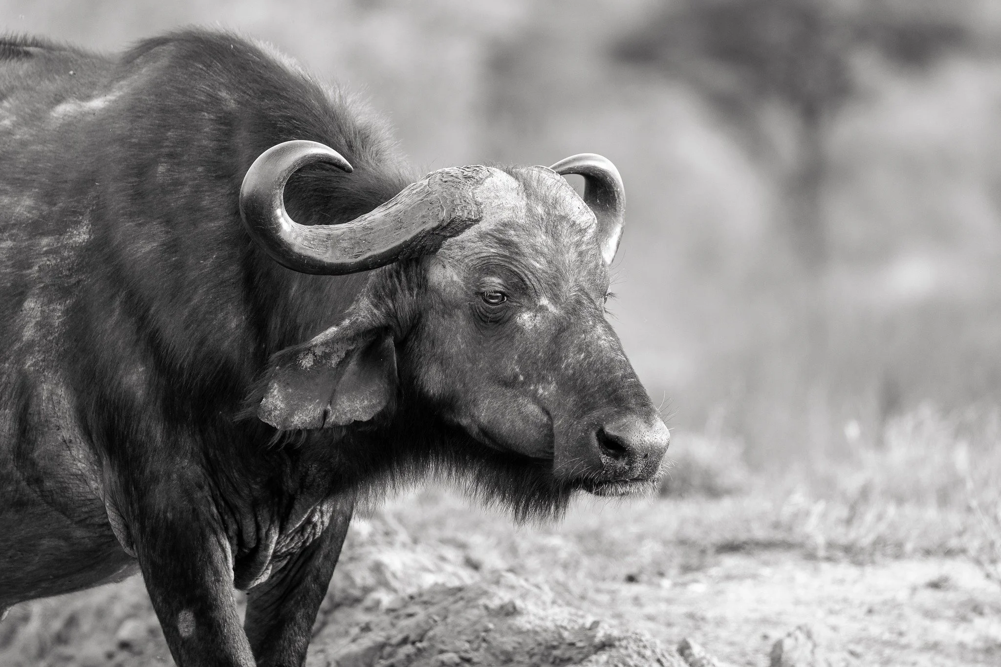 Cape buffalo