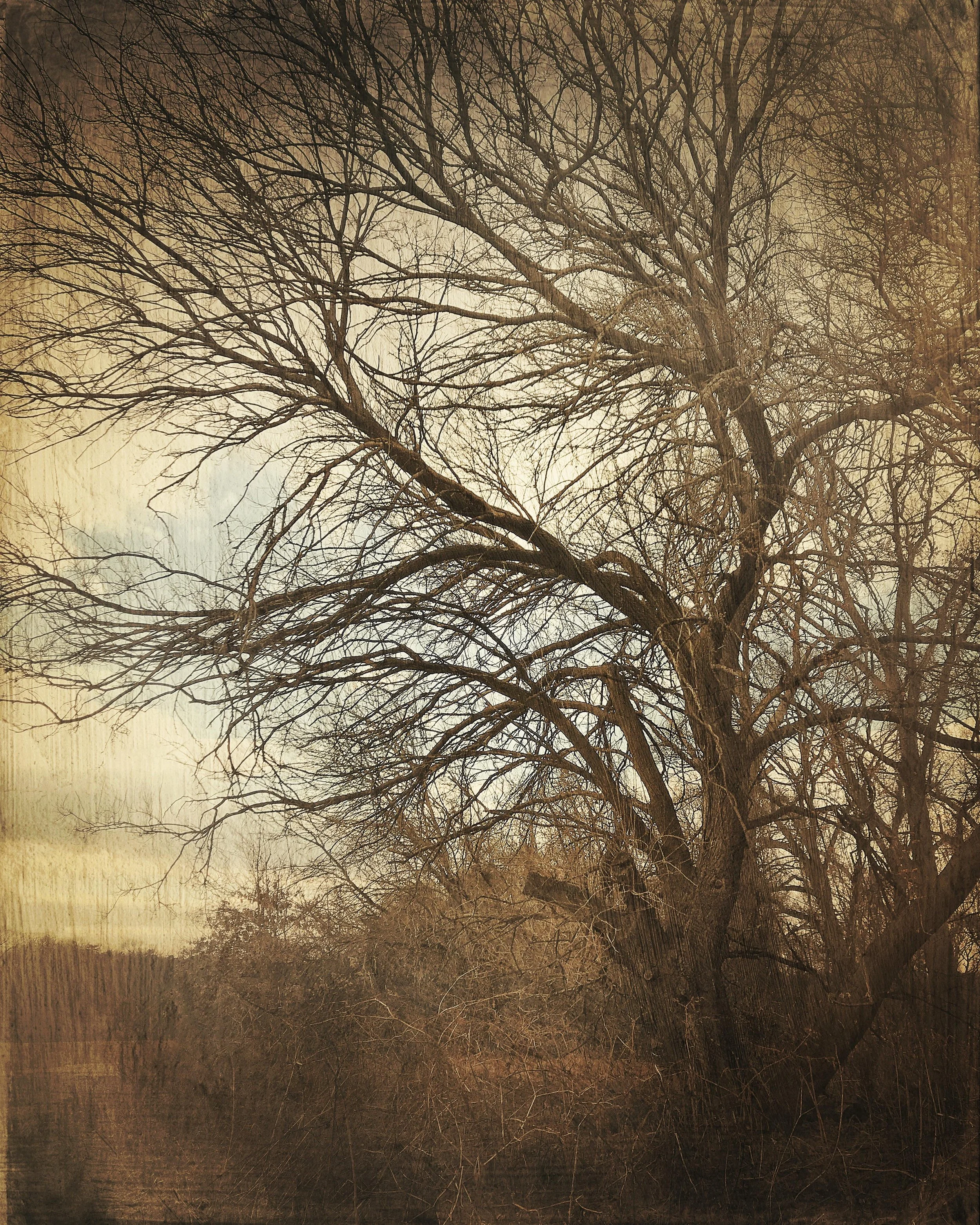 Waiting for Spring_Mitchell.jpg