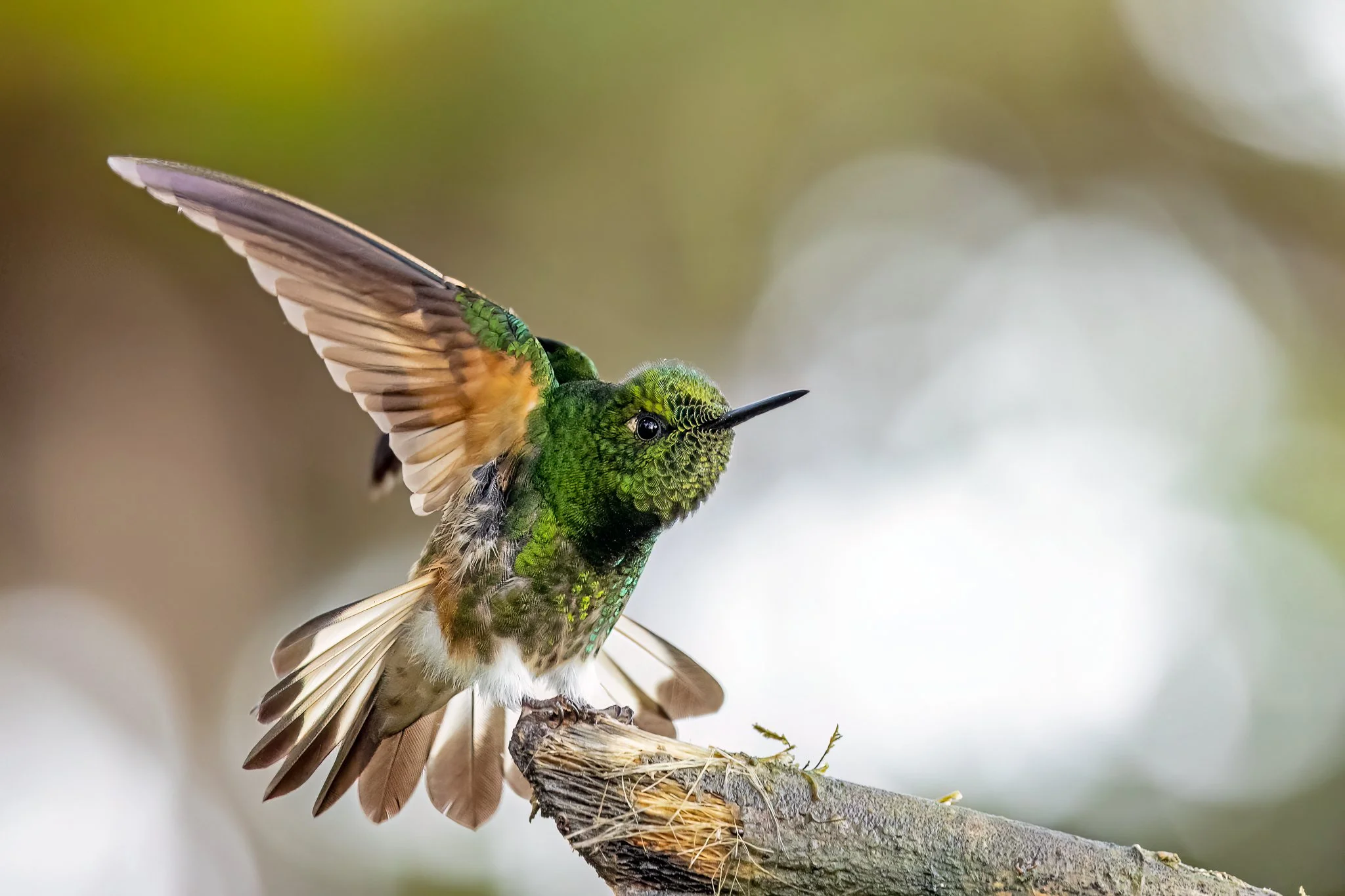 _N8A7680-Edit.jpg