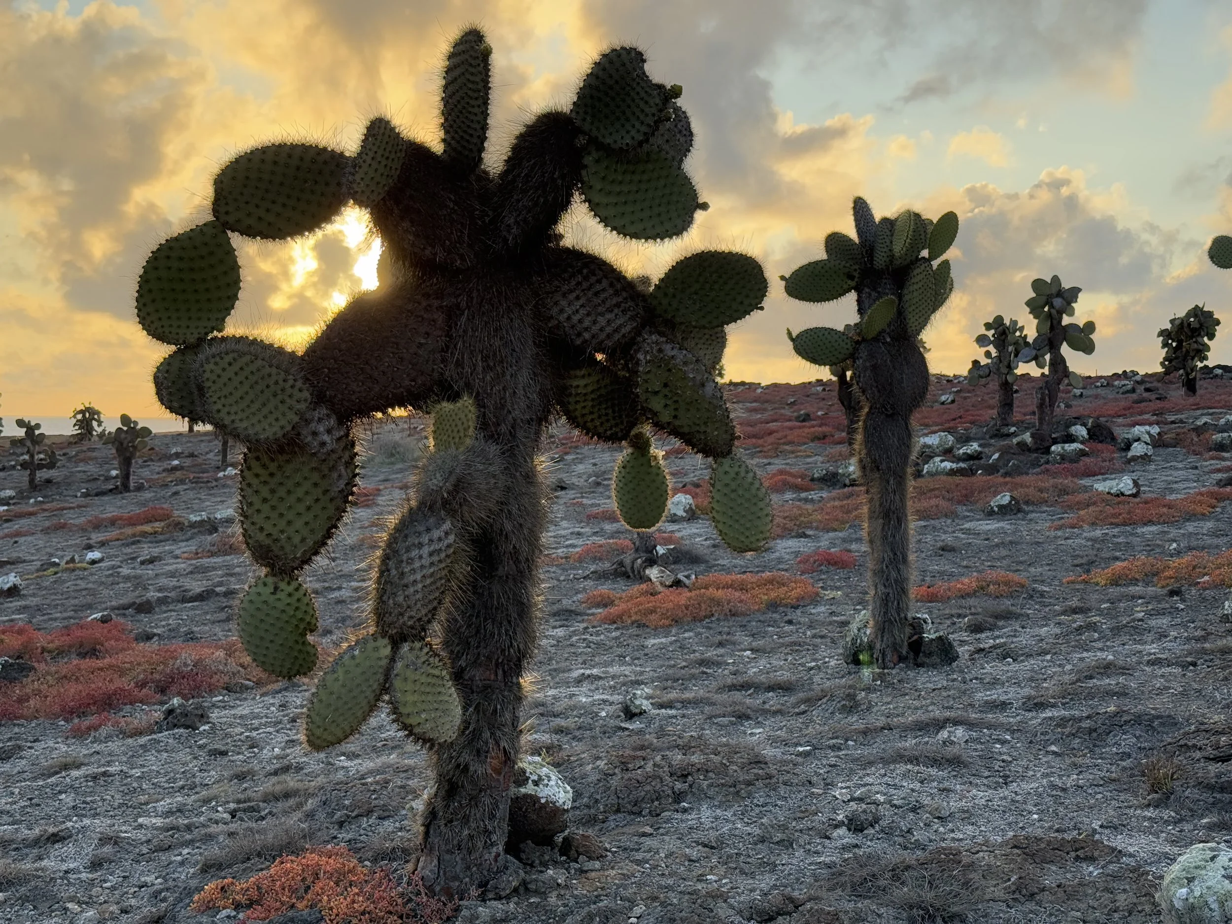 Galapagos Islands January 2026 - SOLD OUT