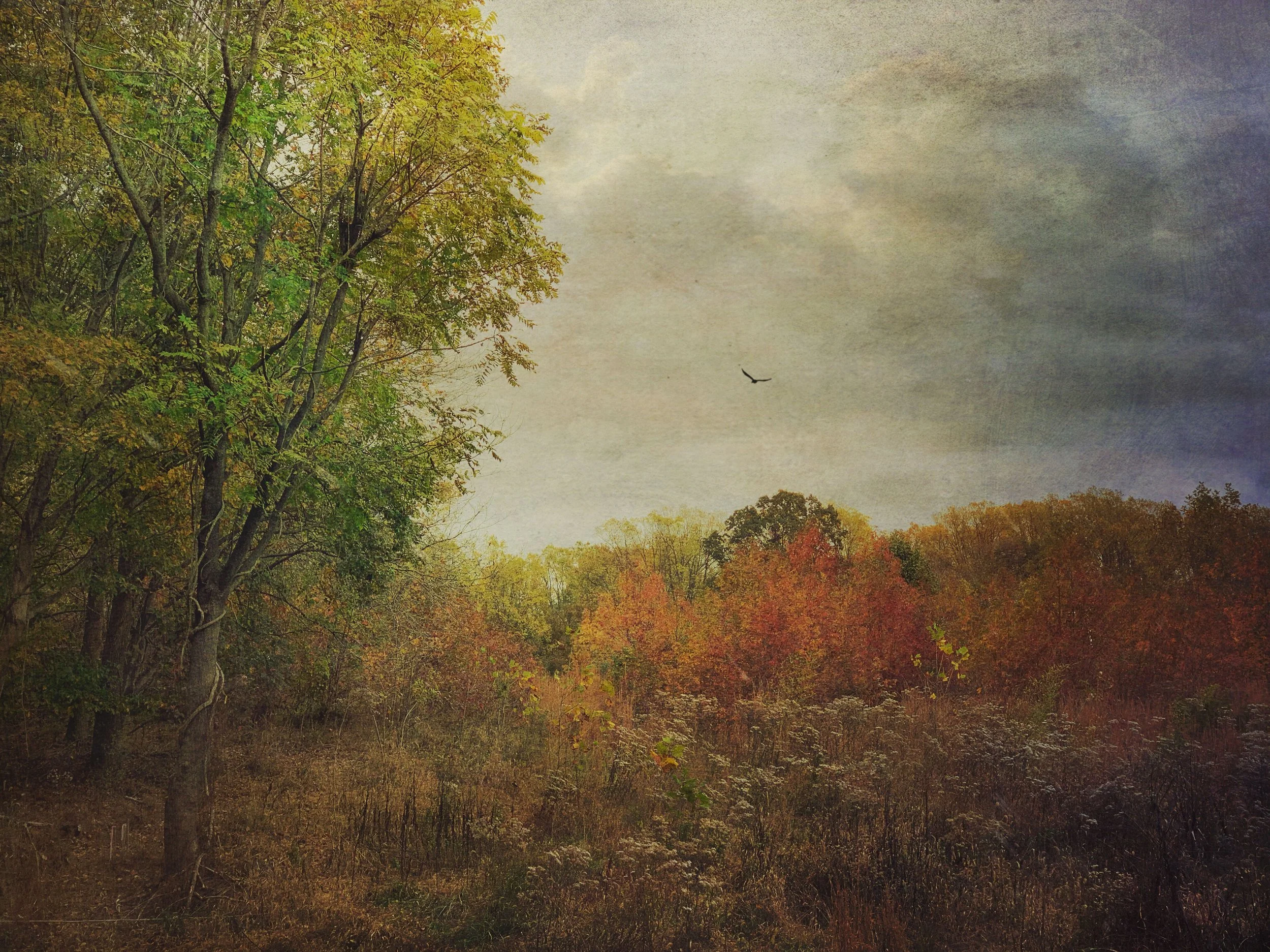 Season's a changing_Mitchell.jpg