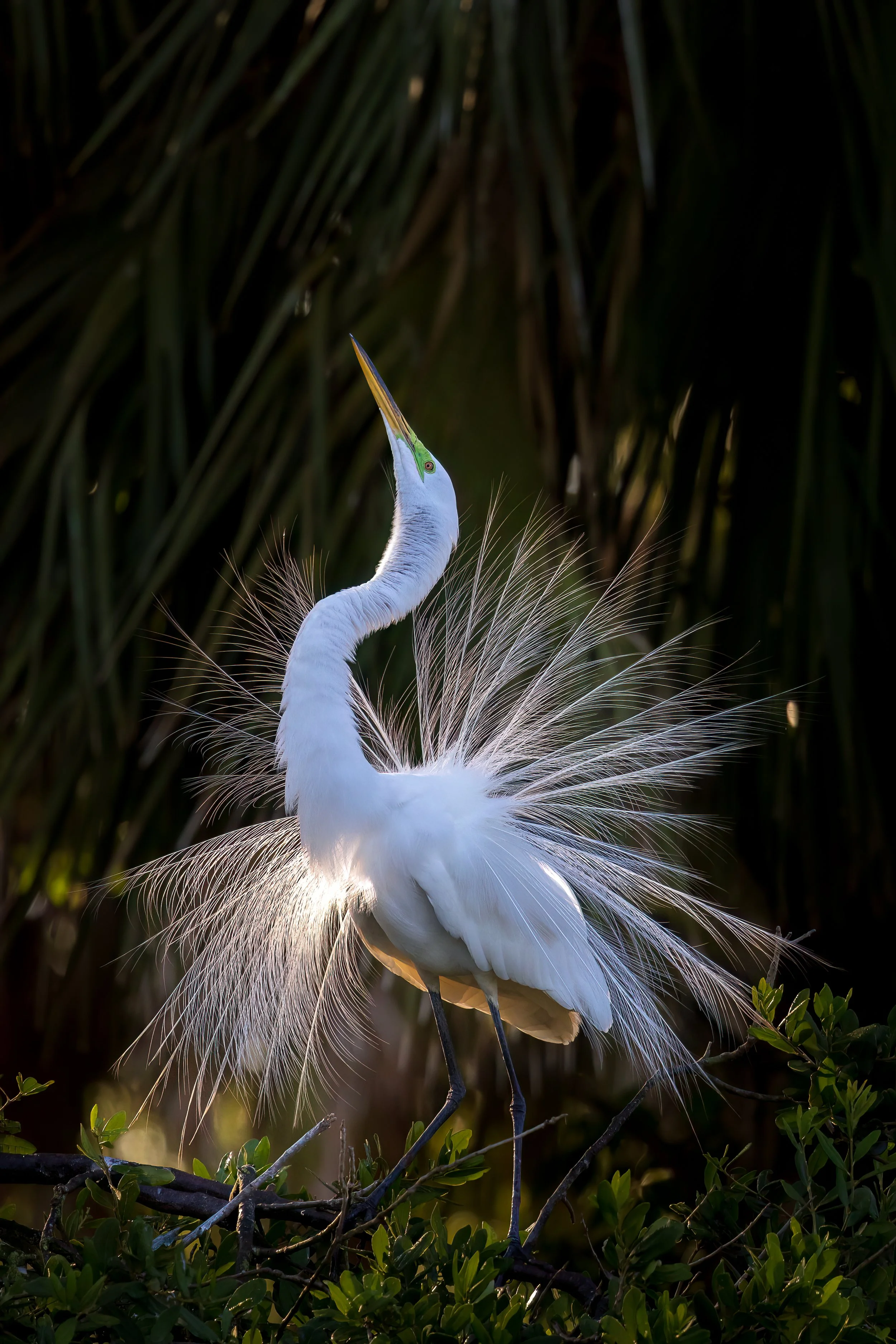 _N8A7806-Edit.jpg