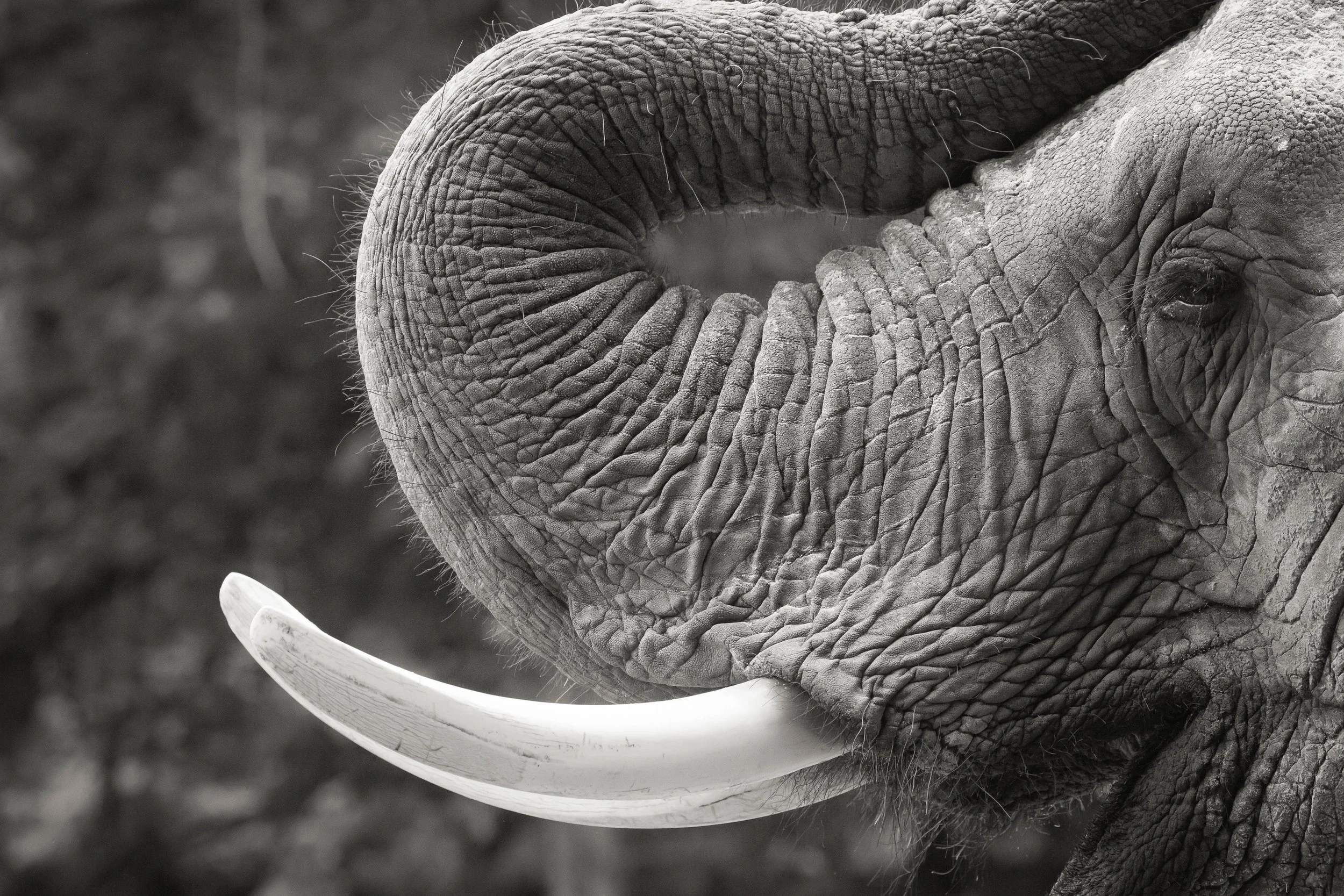 South Africa Safari Oct 2026 - SOLD OUT