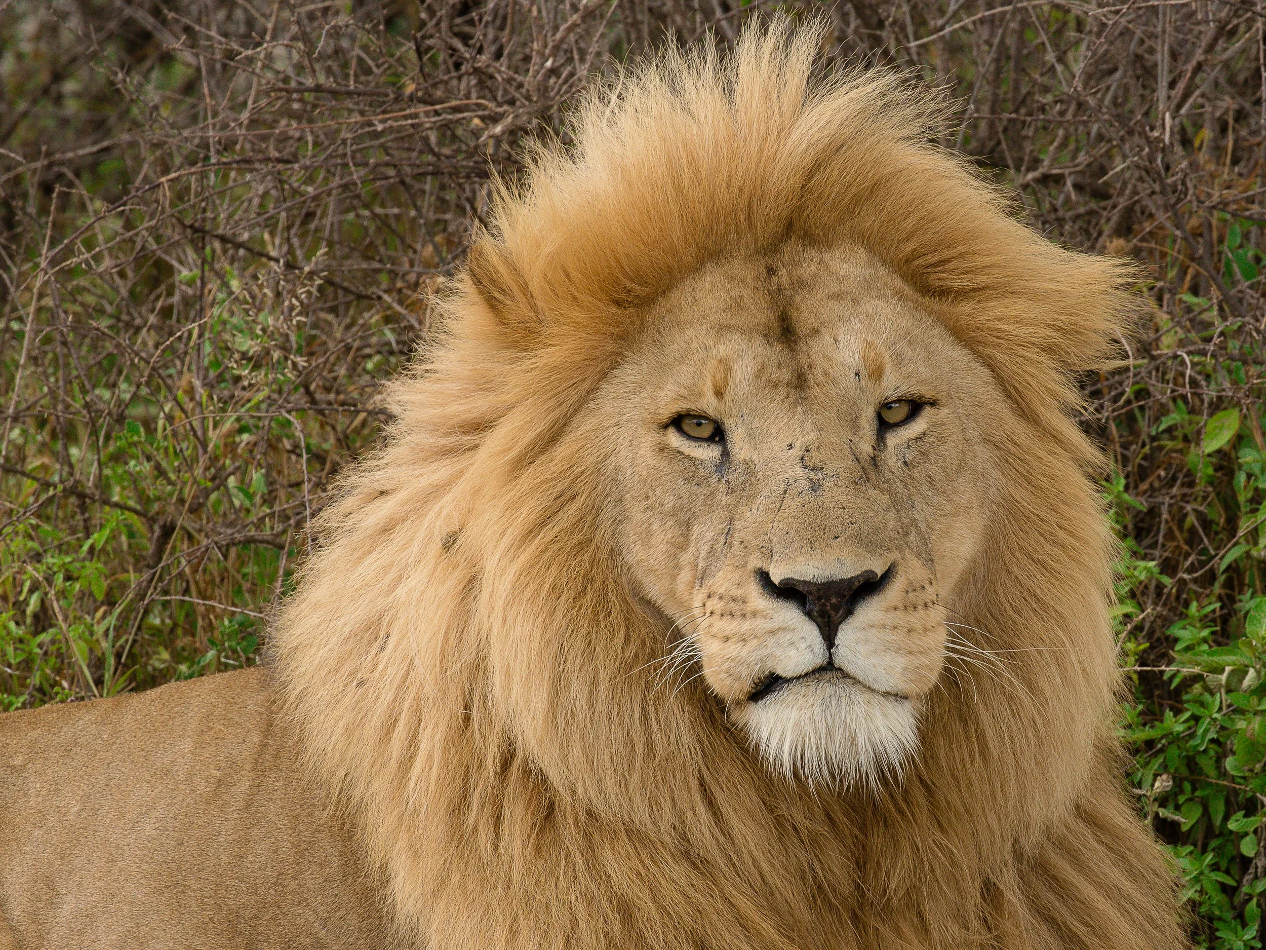 Tanzania Photo Adventure May 2026