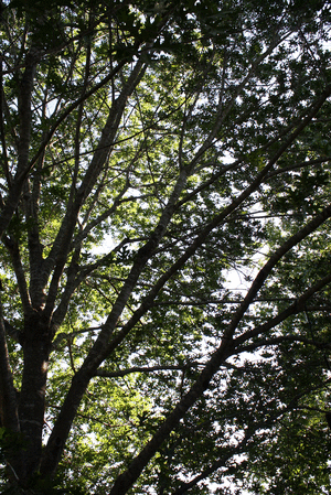 When to plant a tree