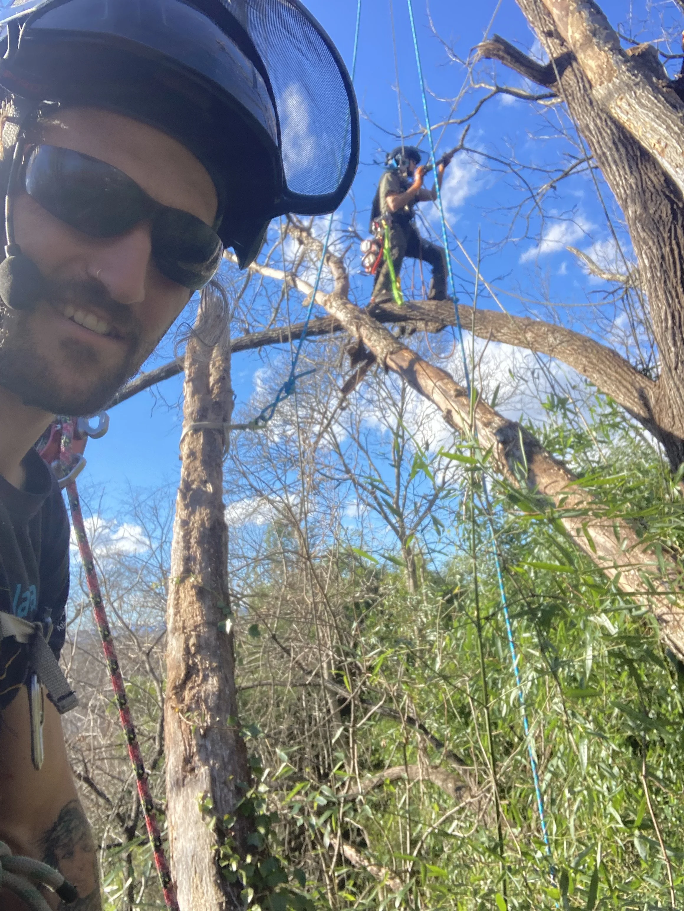 Two people in an outdoor setting among trees with bare branches, climbing a tree with ropes, one person wearing a helmet and sunglasses, the other person partially visible, smiling and wearing sunglasses. - Woodwitch Arborists