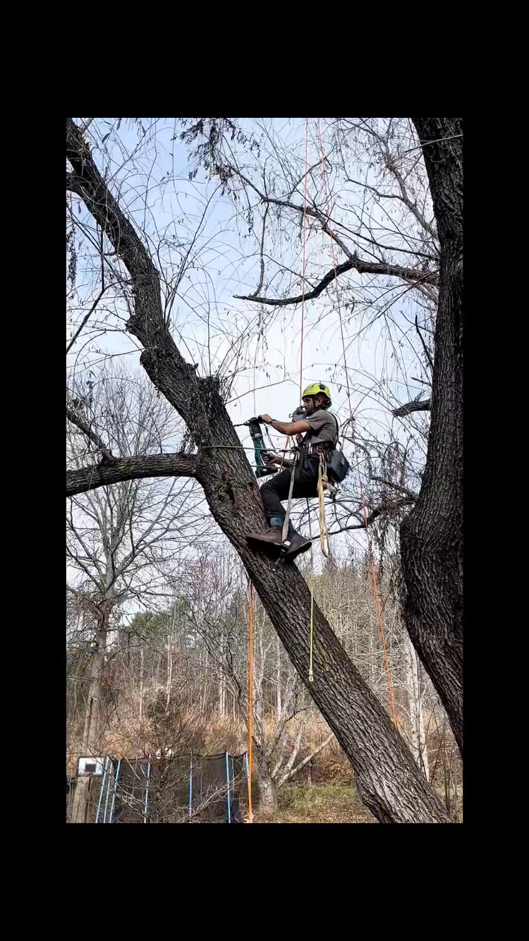 A person wearing a helmet and safety gear is perched on a large tree branch, using climbing equipment to work on the tree. - Woodwitch Arborists, Tree Preservation & Removal in WNC