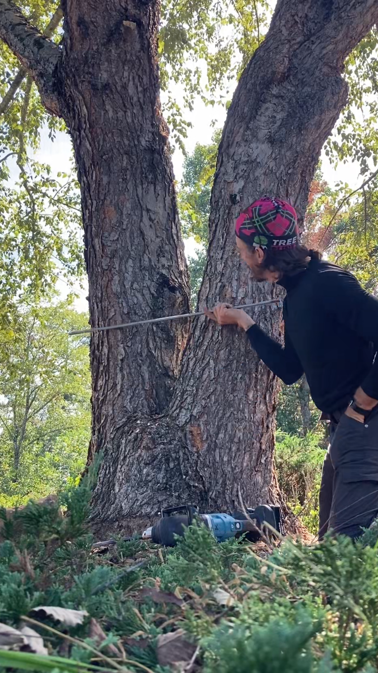 Person measuring a tree trunk with a metal rod in a wooded area, with a power tool on the ground nearby. Woodwitch Arborists, Tree Preservation & Removal in WNC