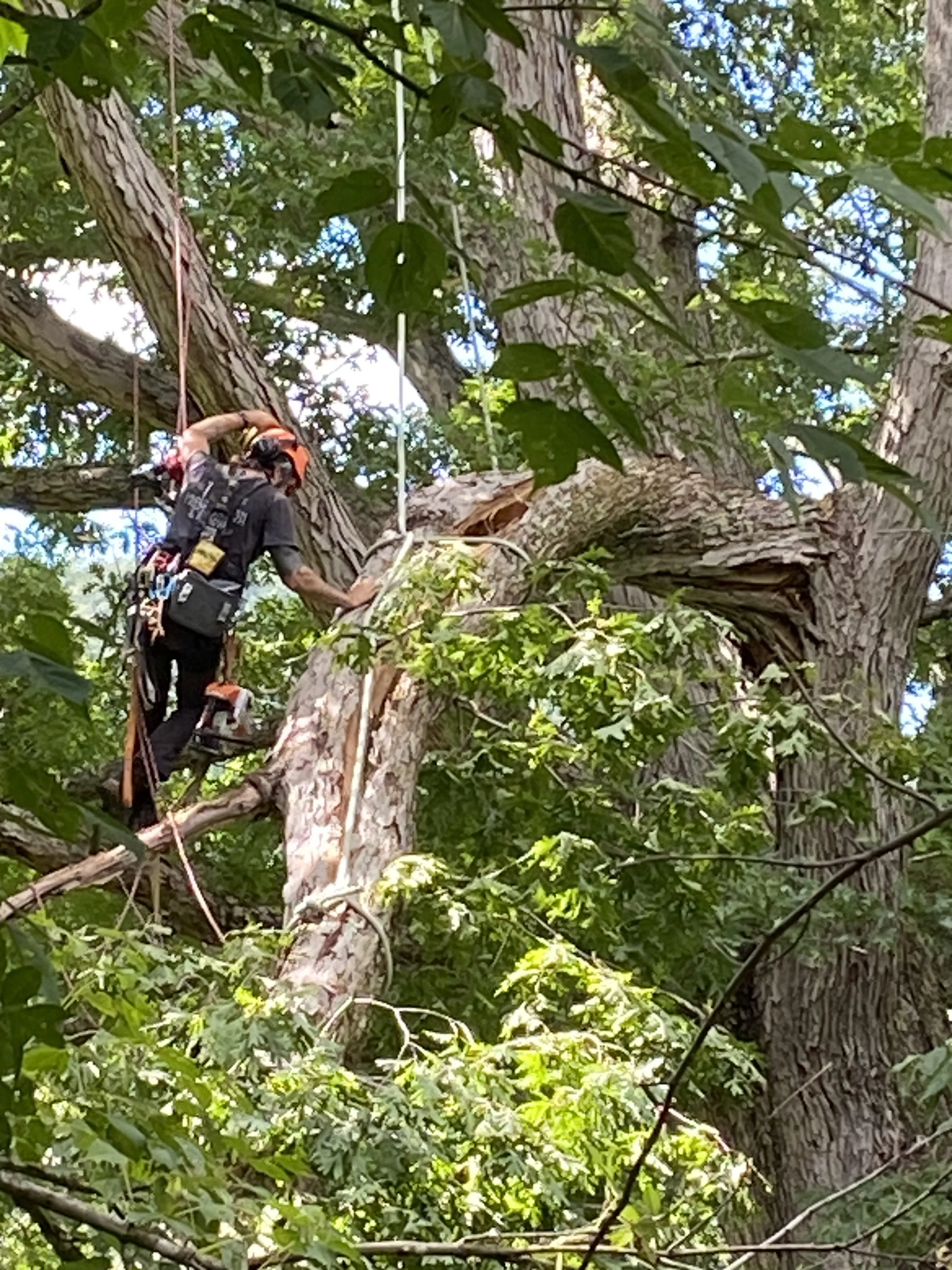 A person wearing safety gear, including an orange helmet and harness, climbing a large tree with dense green foliage. Woodwitch Arborists, Tree Preservation & Removal in WNC