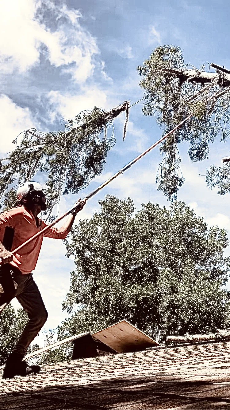 A person wearing a helmet and glasses uses a long pole to cut a large fallen tree branch from the top of a tree on a sunny day. - Woodwitch Arborists, Tree Preservation & Removal in WNC