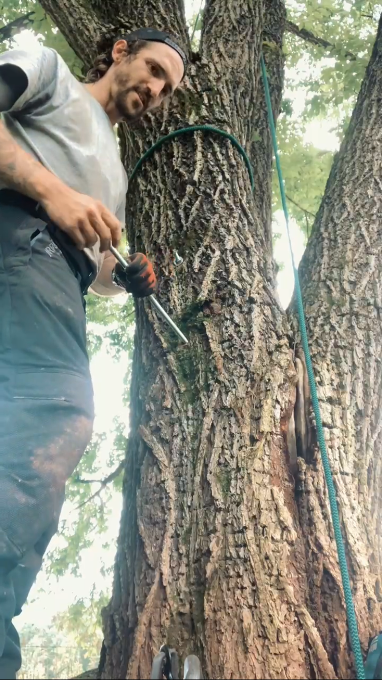 A man in a gray t-shirt and black gloves using climbing gear on a large tree trunk outdoors, with green leaves in the background. Woodwitch Arborists, Tree Preservation & Removal in WNC