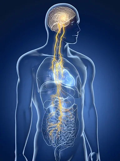 How War Physically Distorts the Vagus Nerve - Driving The Veteran Health Crises
