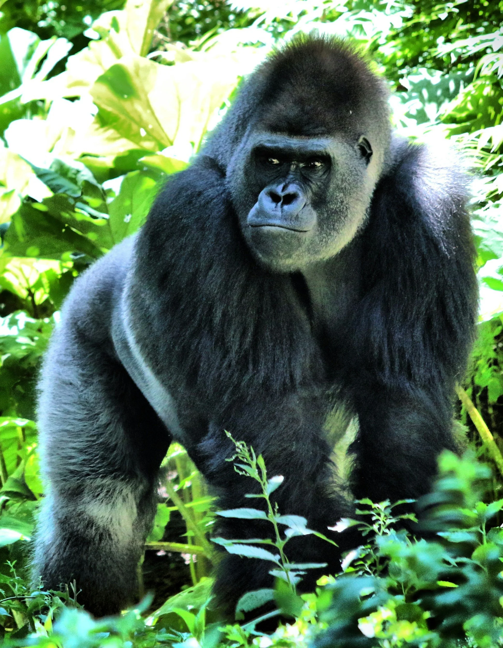 A gorilla in a lush green jungle environment.