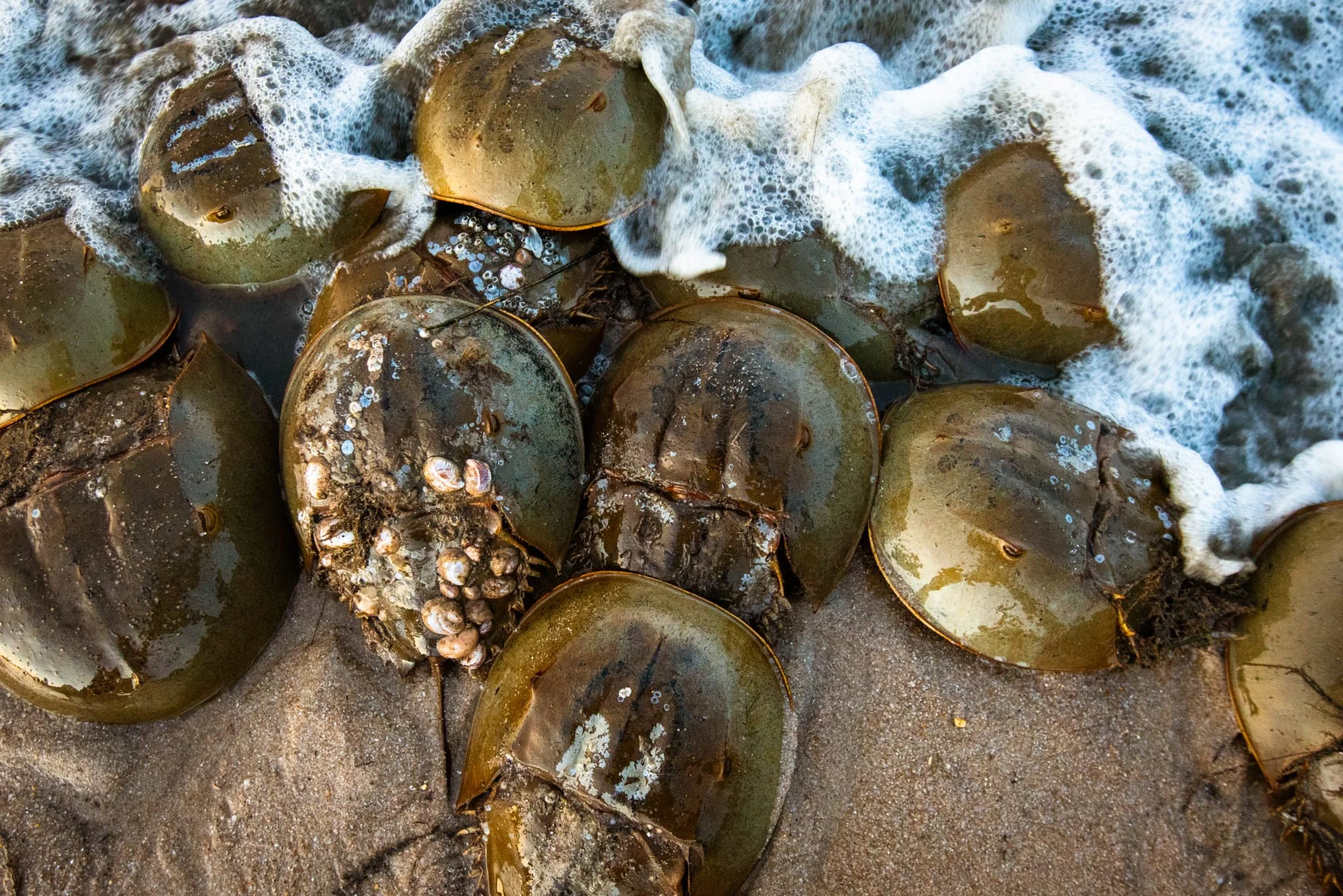 DELAWARE HORSESHOE CRAB CONSERVATION FUND