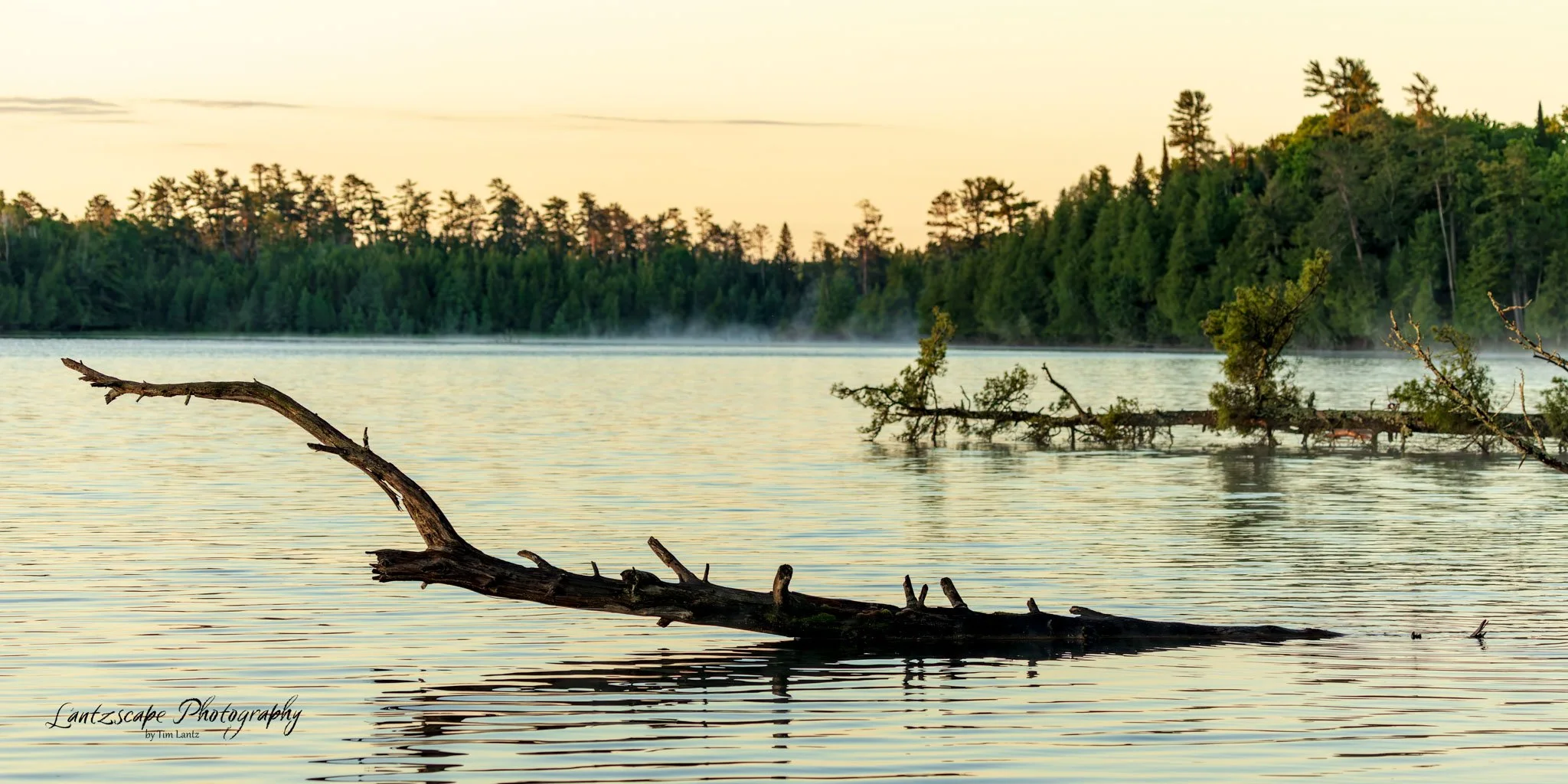 A peaceful lake scene with a fallen tree branch protruding from the water, surrounded by distant forested shoreline with tall trees, some mist rising over the water, and a soft sky with light clouds.
