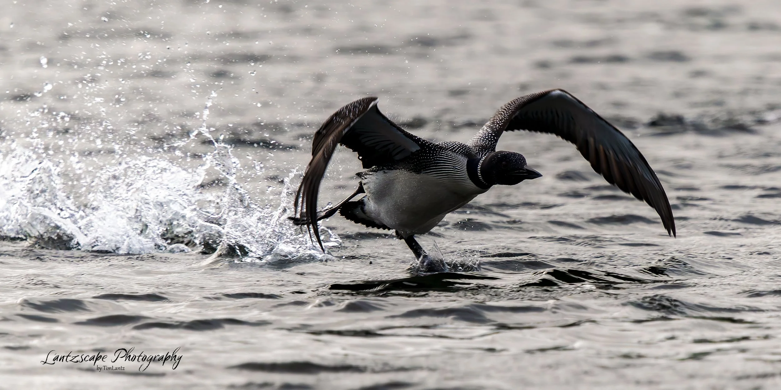 A common loon, taking off from the water with wings spread wide and water splashing underneath.