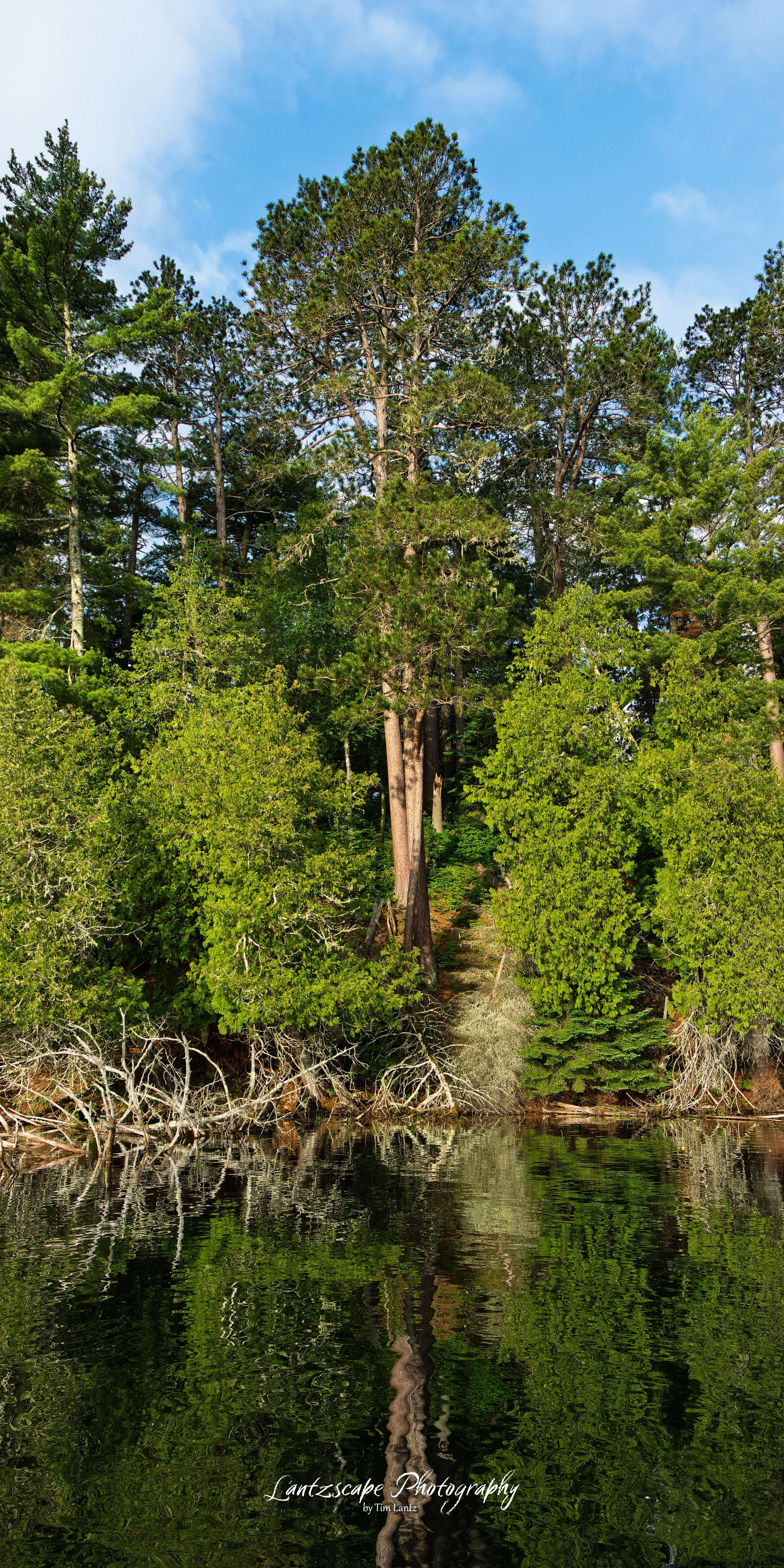 A tall pine tree reflected in a calm body of water with additional trees and a blue sky with scattered clouds in the background.