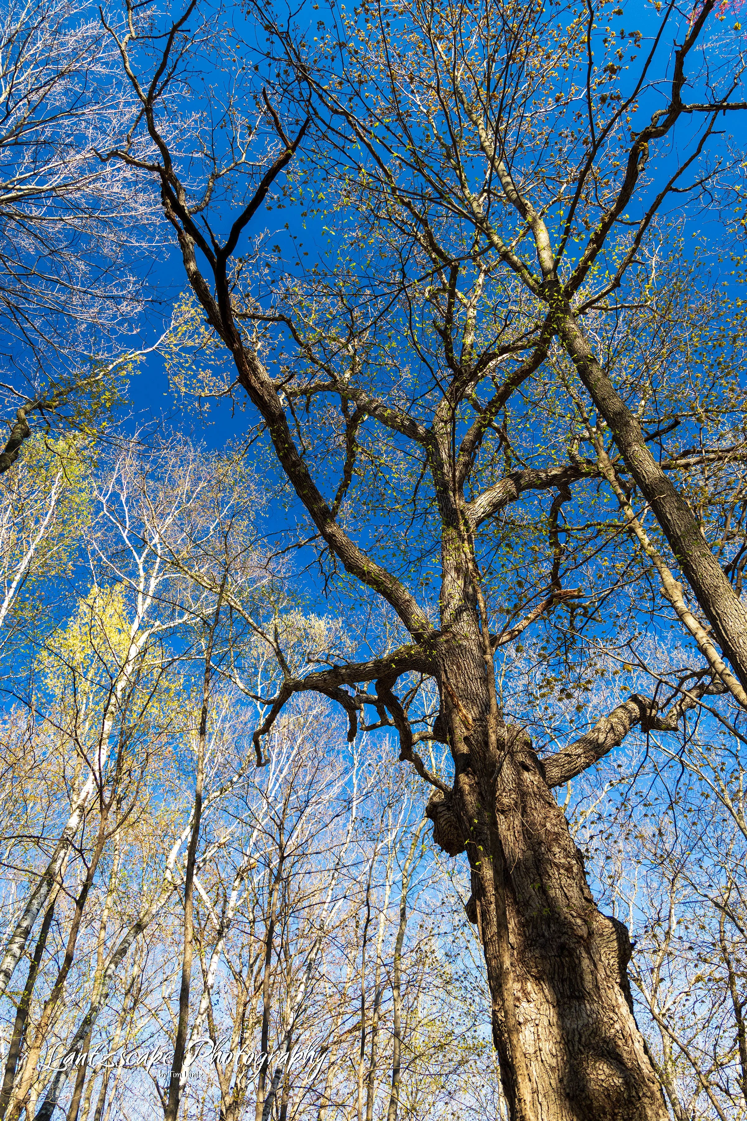 Tall trees with sparse leaves against a bright blue sky. Some trees are still bare, while others have small green leaves. The photo appears to be taken in early spring.