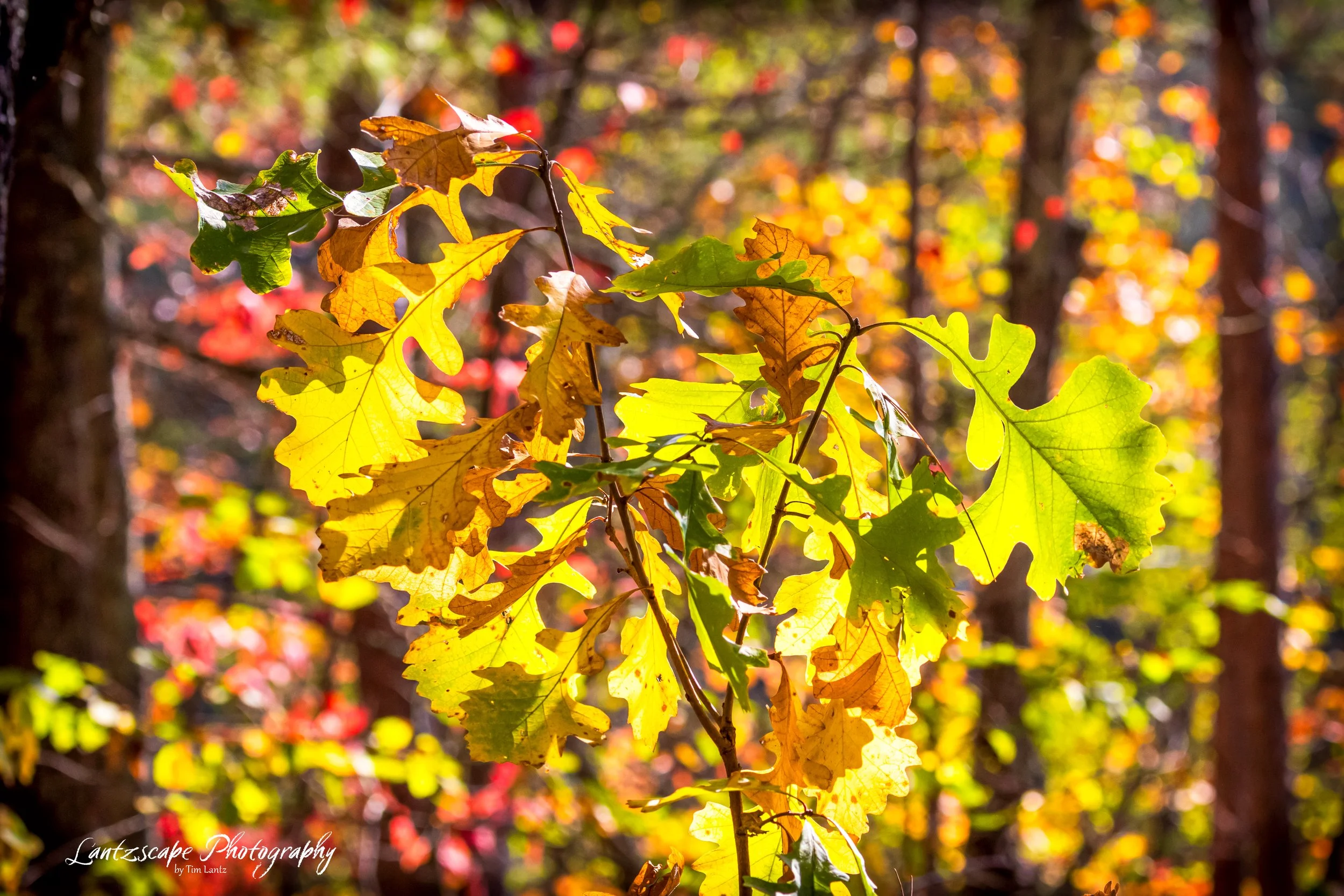 Close-up of colorful autumn oak leaves in a forest with blurred background of trees and sunlight.
