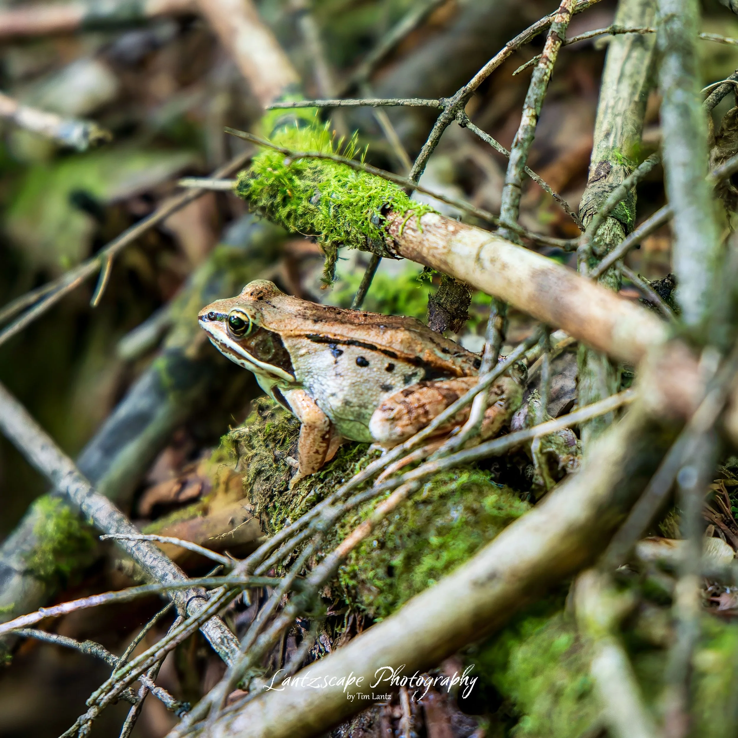 Close-up of a moss-covered branch with a wood frog amongst tangled twigs and mossy wood, in a natural forest setting.