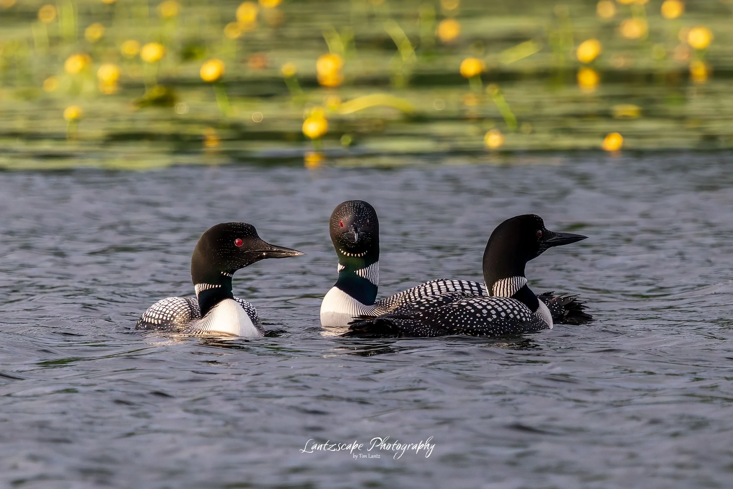 Three common loons swimming in a body of water with yellow water lilies in the background.