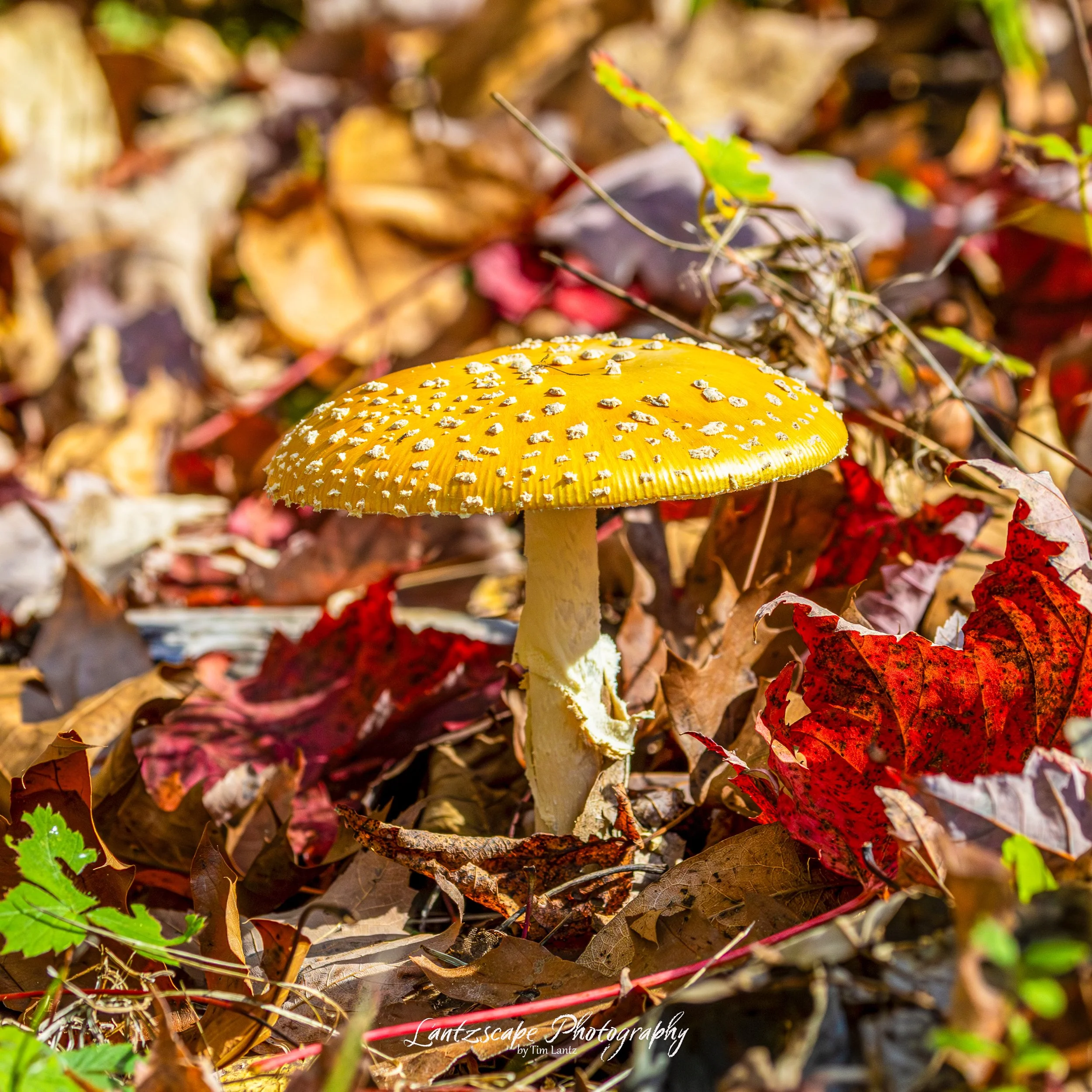 A yellow mushroom with white spots growing among fallen autumn leaves, with some green plants nearby.