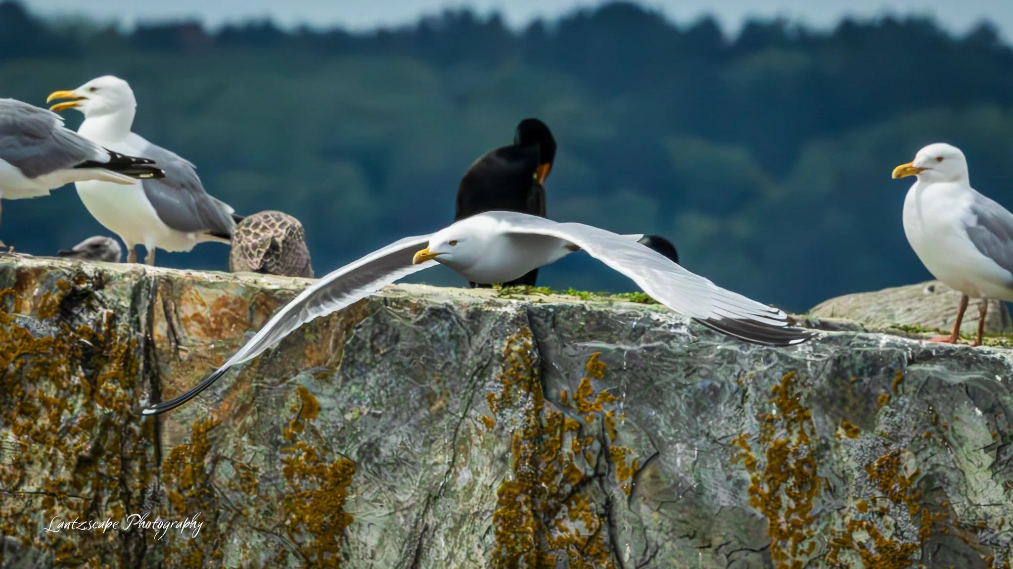 Seagulls and a black bird standing on a rocky ledge with moss, some seagulls are preening, one seagull is in flight.
