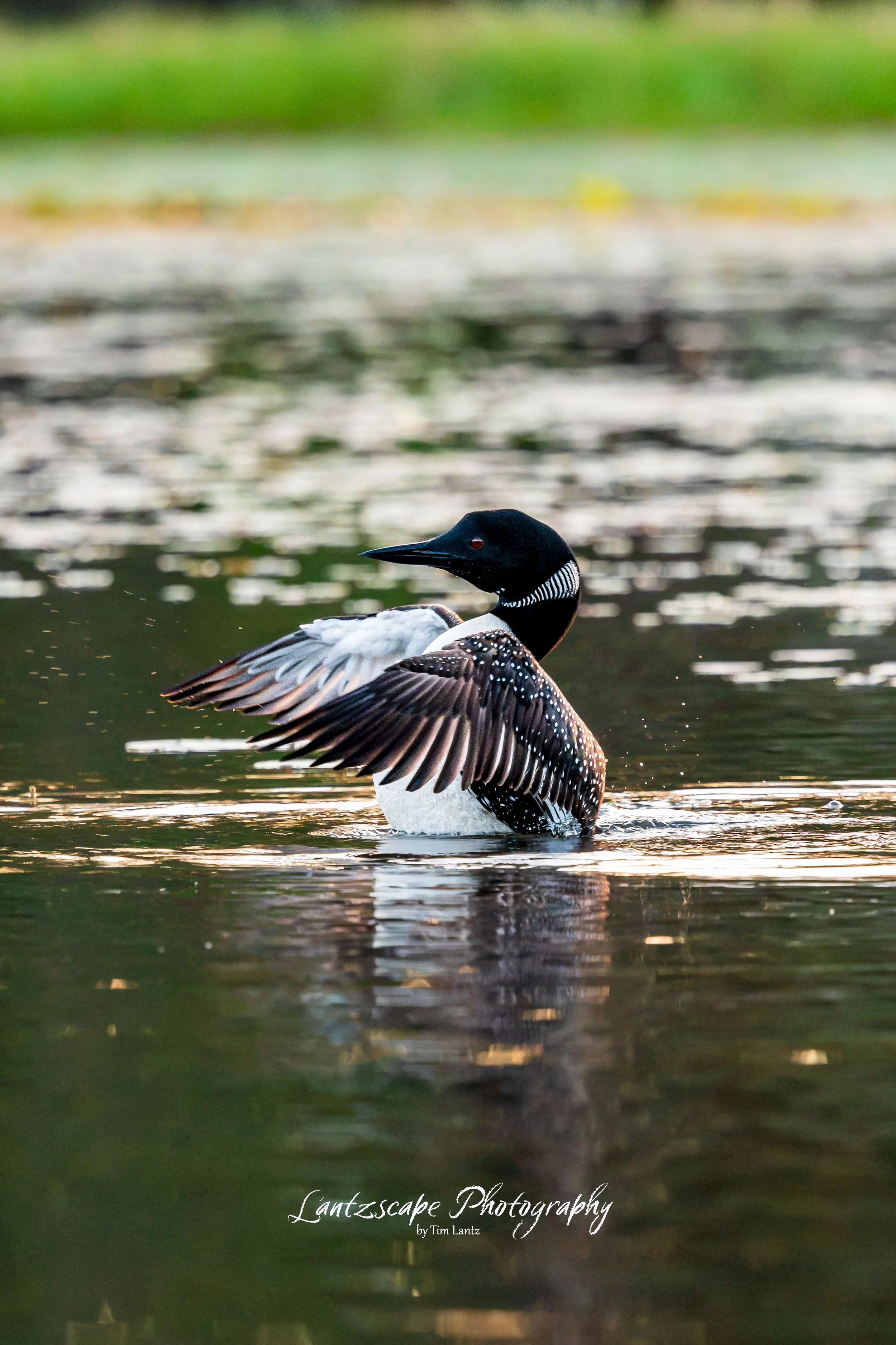 A common loon stands in a body of water, spreading its wings, with a blurred green background and reflections on the water's surface.