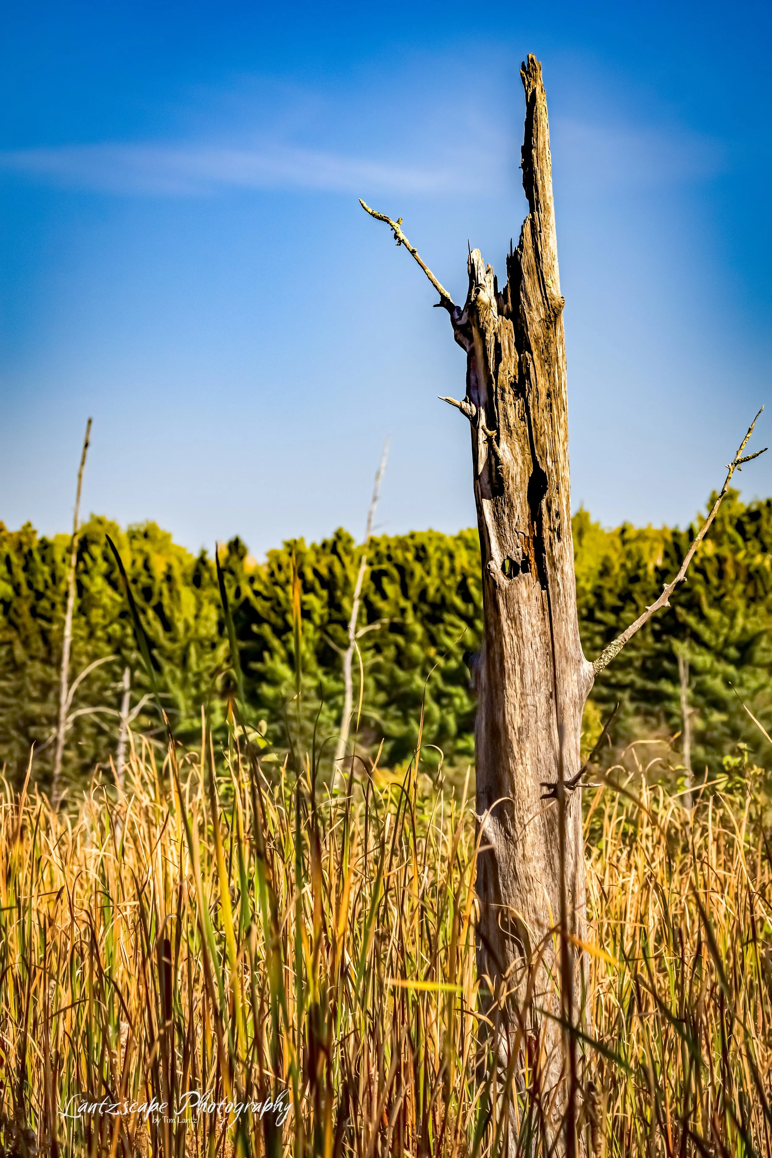 A weathered, dead tree trunk standing in a field of tall, golden grasses with a green hedge and blue sky in the background.