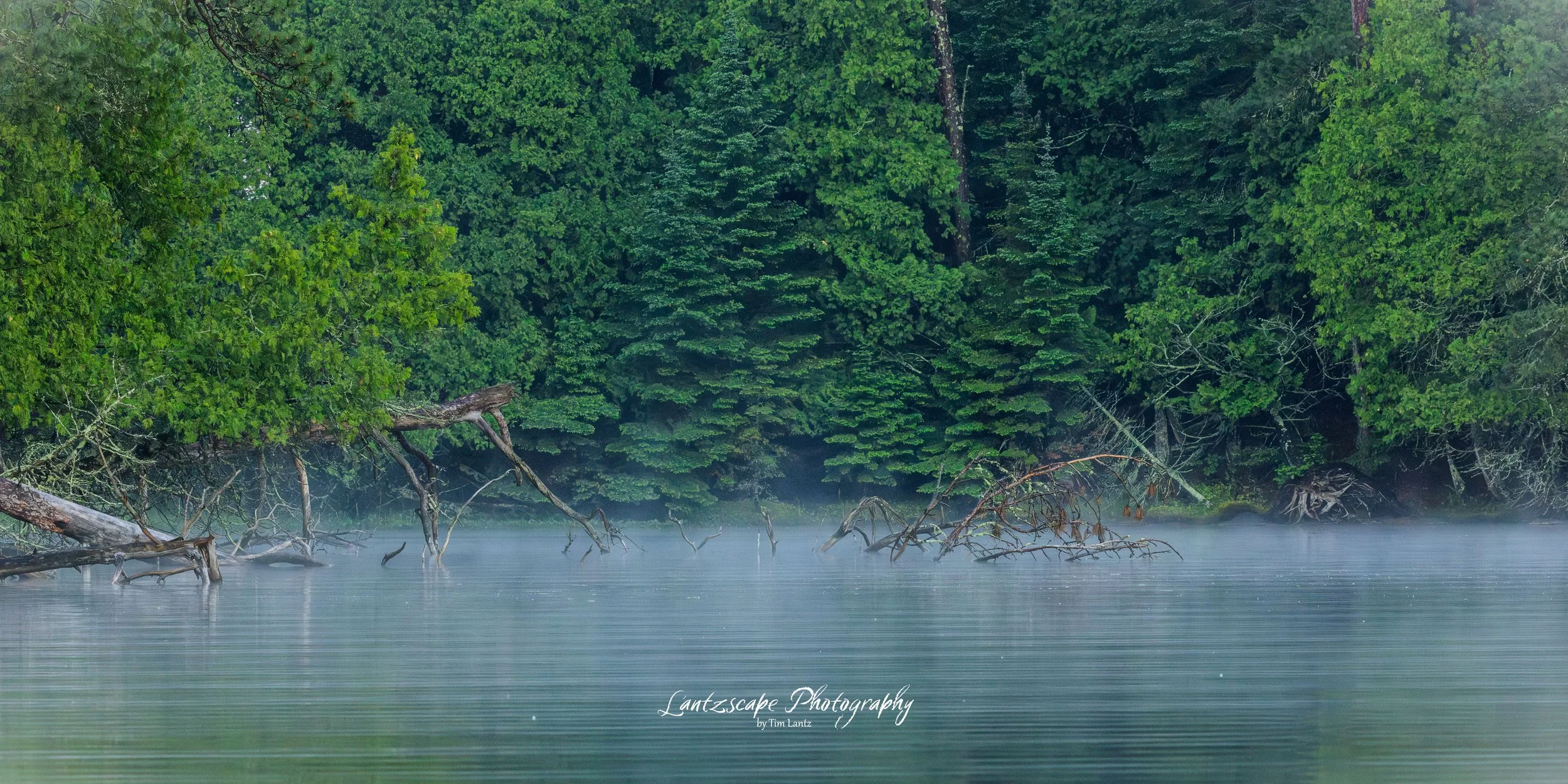 A serene scene of a calm body of water with fog, surrounded by lush green trees and fallen branches.