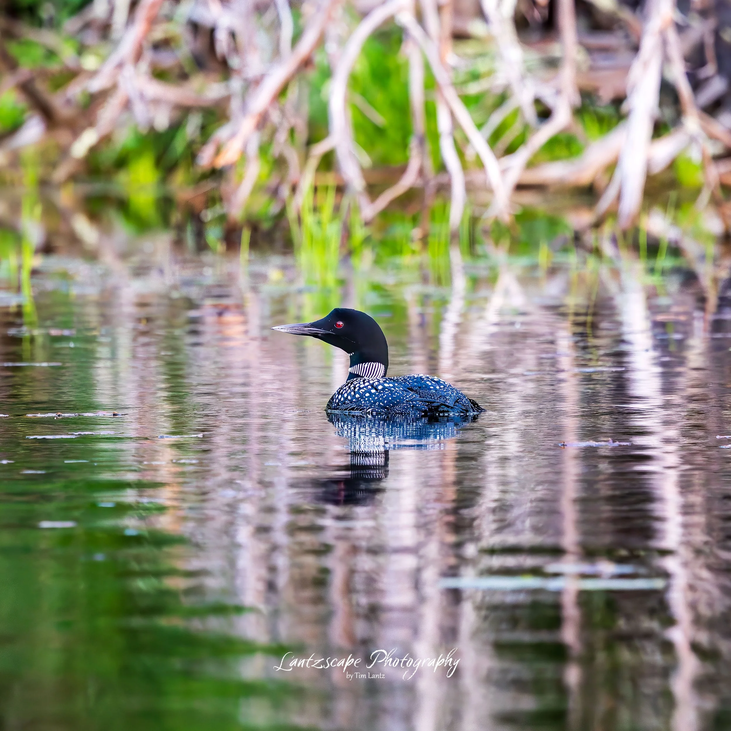 Close-up of a common loon swimming in a body of water with dense green reeds in the background.