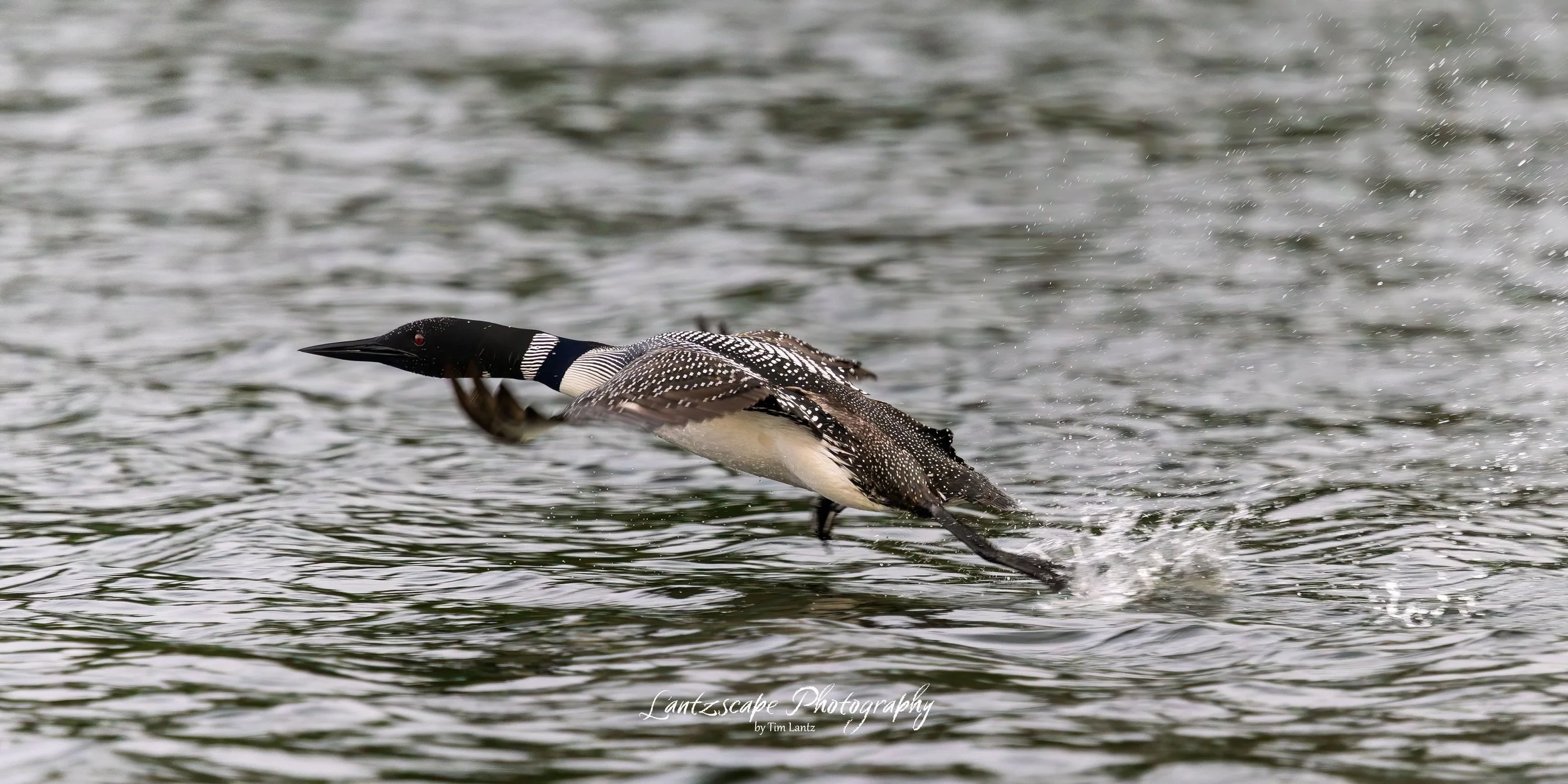 A loon skimming across a body of water, creating ripples and splashes.