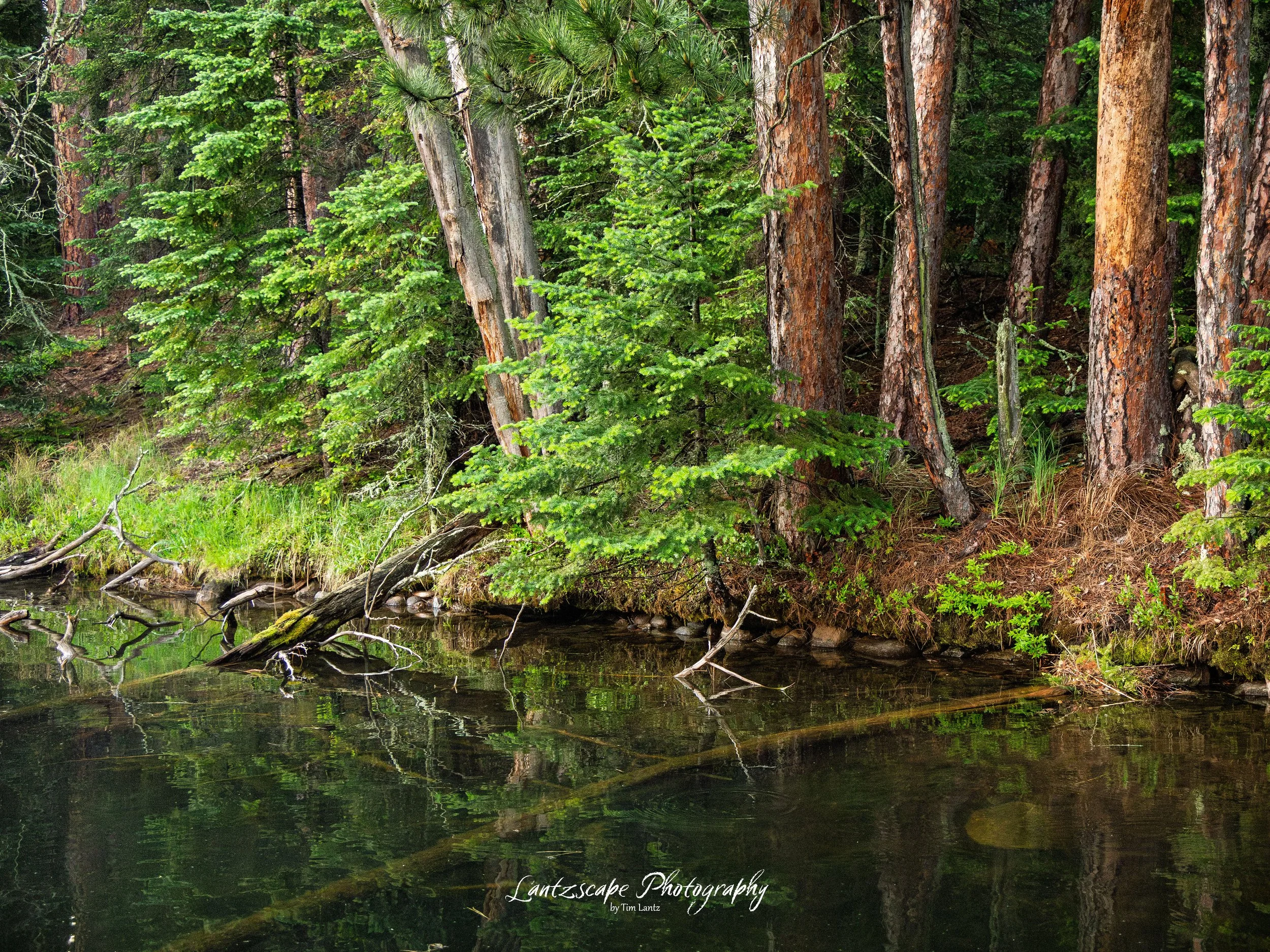 A peaceful forest scene with tall trees growing beside a calm stream. The trees have green foliage, and there are reflections of the trees in the water.