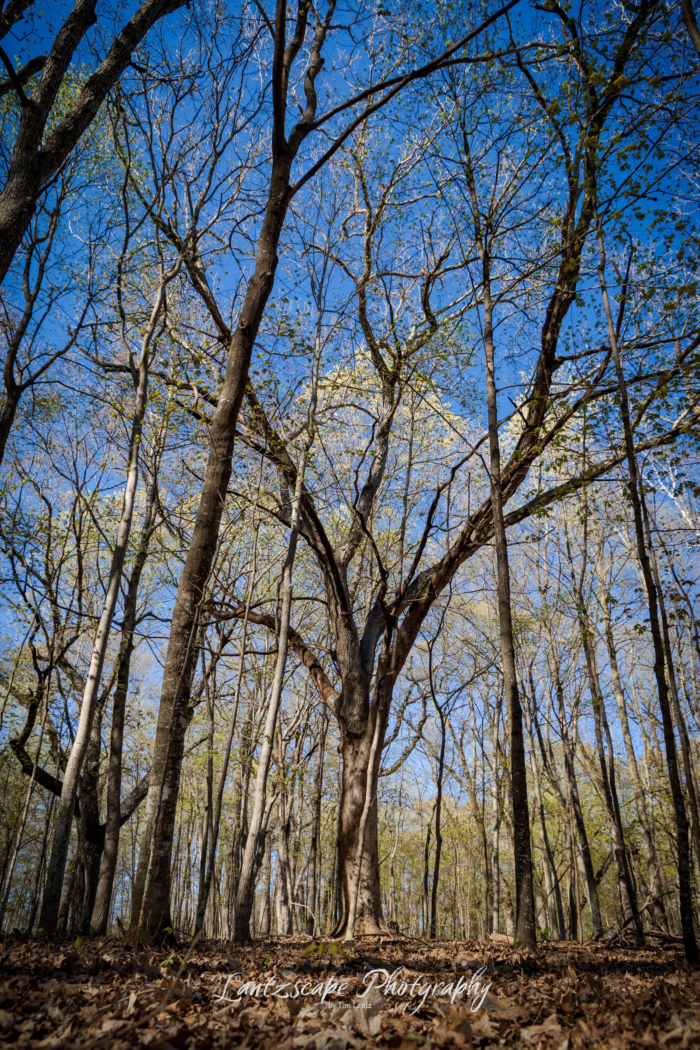 Tall leafless trees in a forest with a clear blue sky overhead, dry leaves on the ground, and sunlight filtering through the branches.