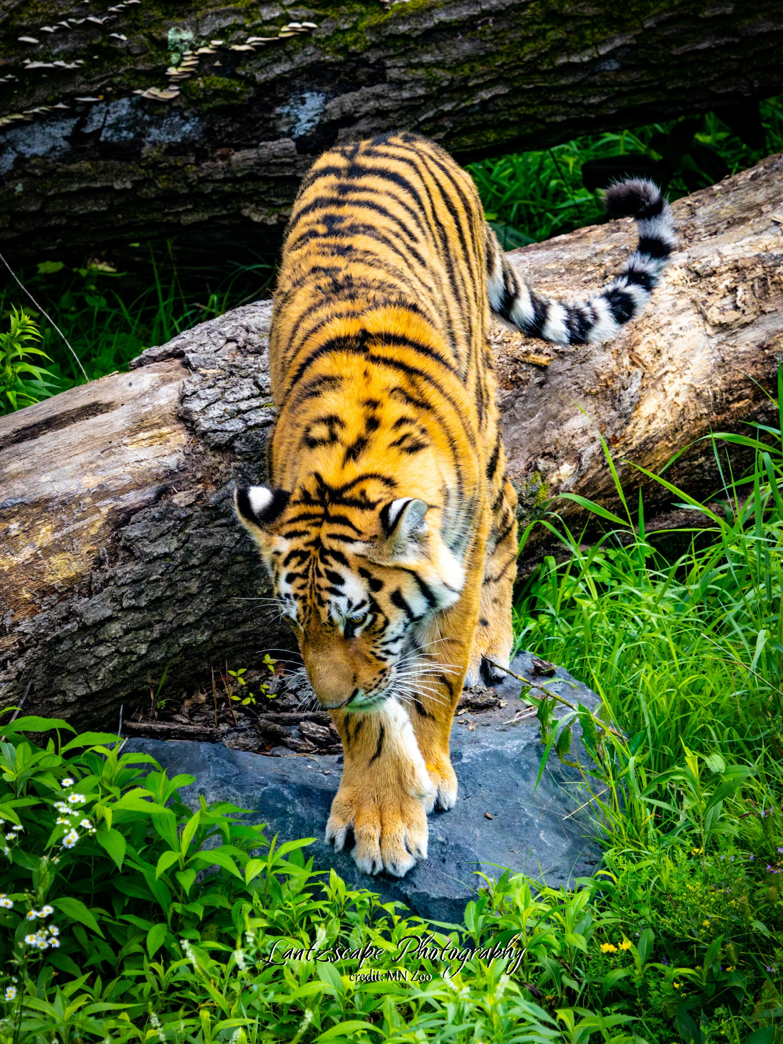 A tiger walking on a rock and logs surrounded by green plants.