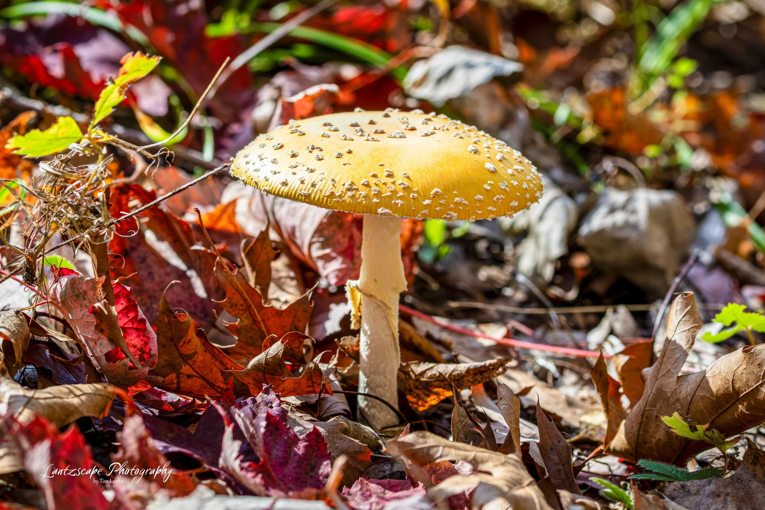 A yellow mushroom with white spots growing among fallen autumn leaves on the forest floor.
