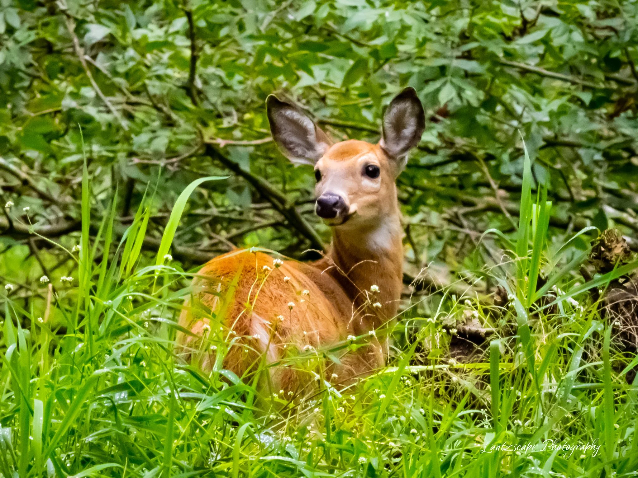 A young deer with large ears and a slender neck lying in tall green grass among dense green foliage.